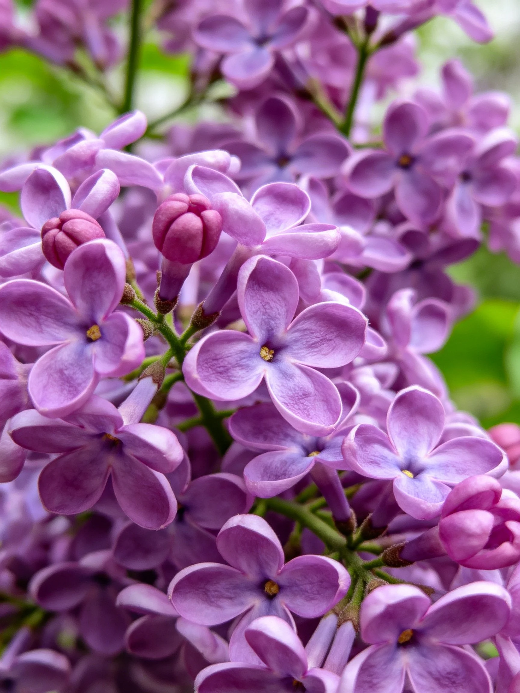 Vibrant Purple Lilac Flowers in Close-Up