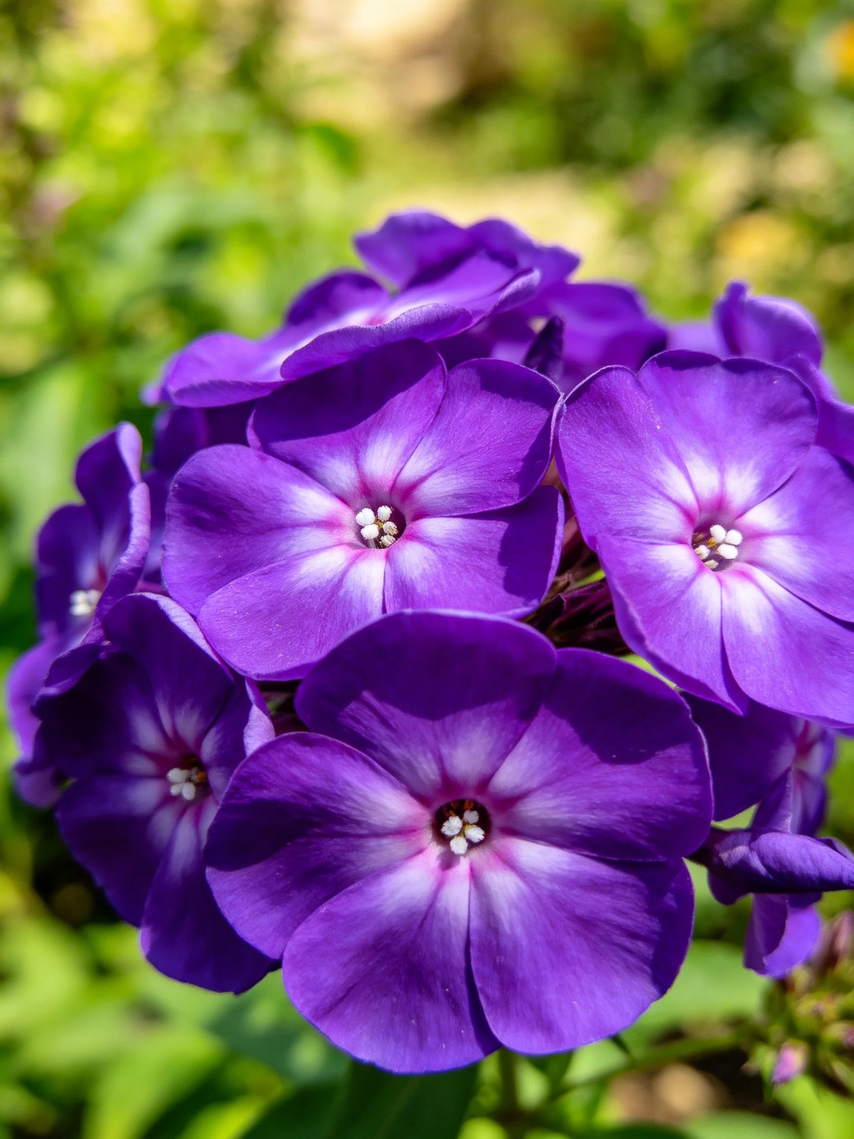 Vibrant Purple Phlox Flowers Clustered in Sunlight