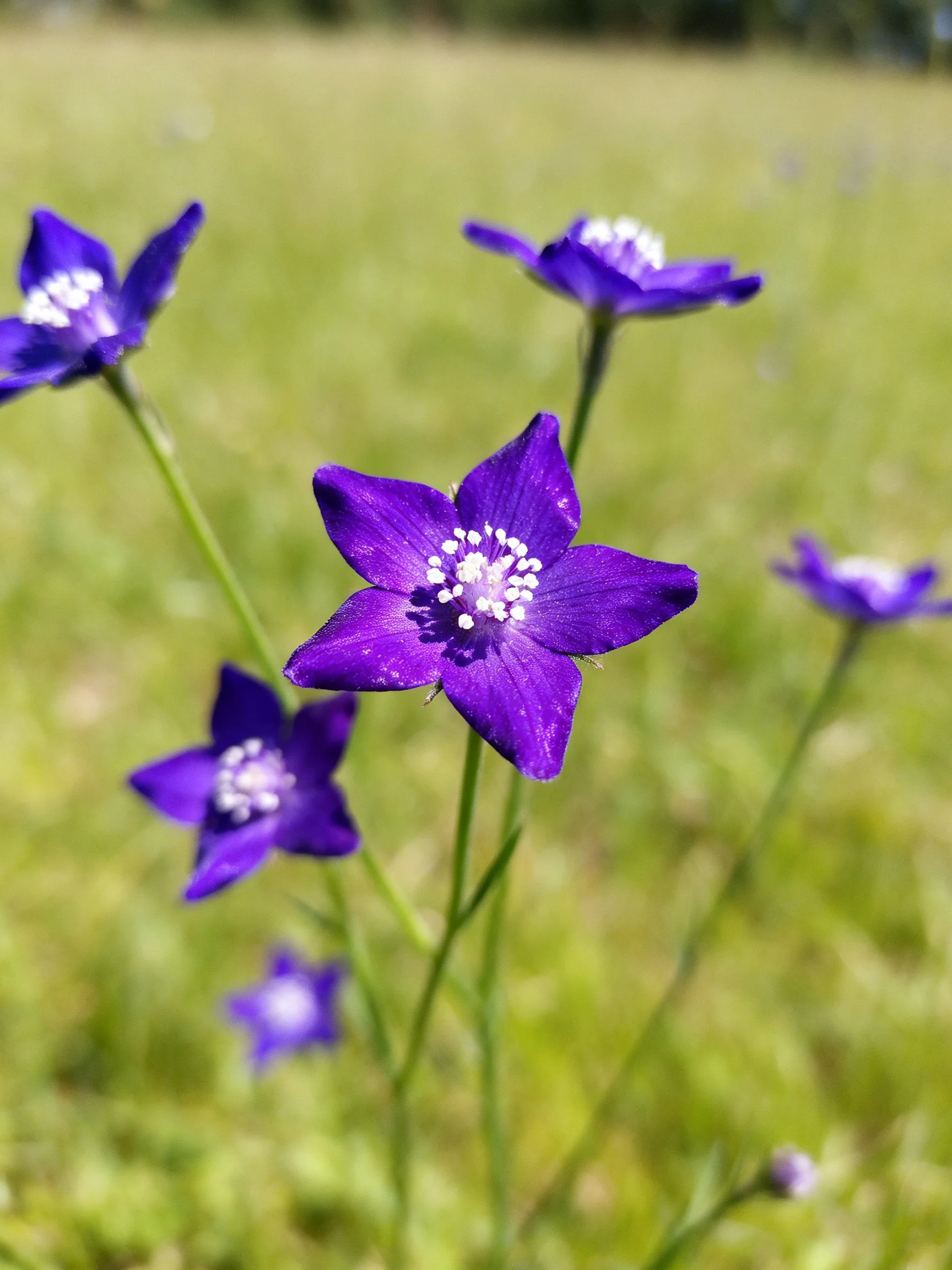 Vibrant Purple Star-Shaped Flowers in a Sunlit Meadow