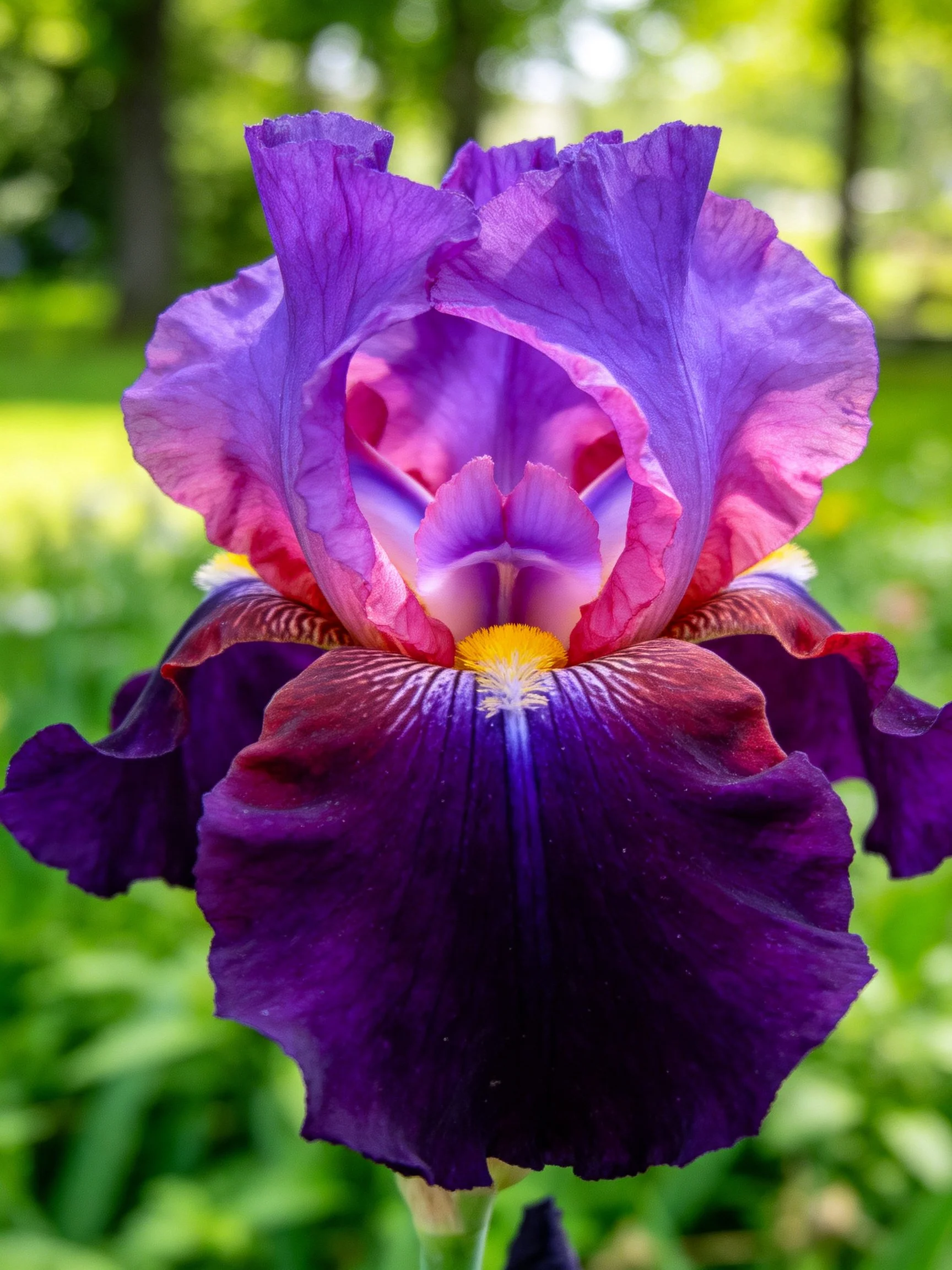 Vibrant Purple and Pink Iris Flower with Yellow Center