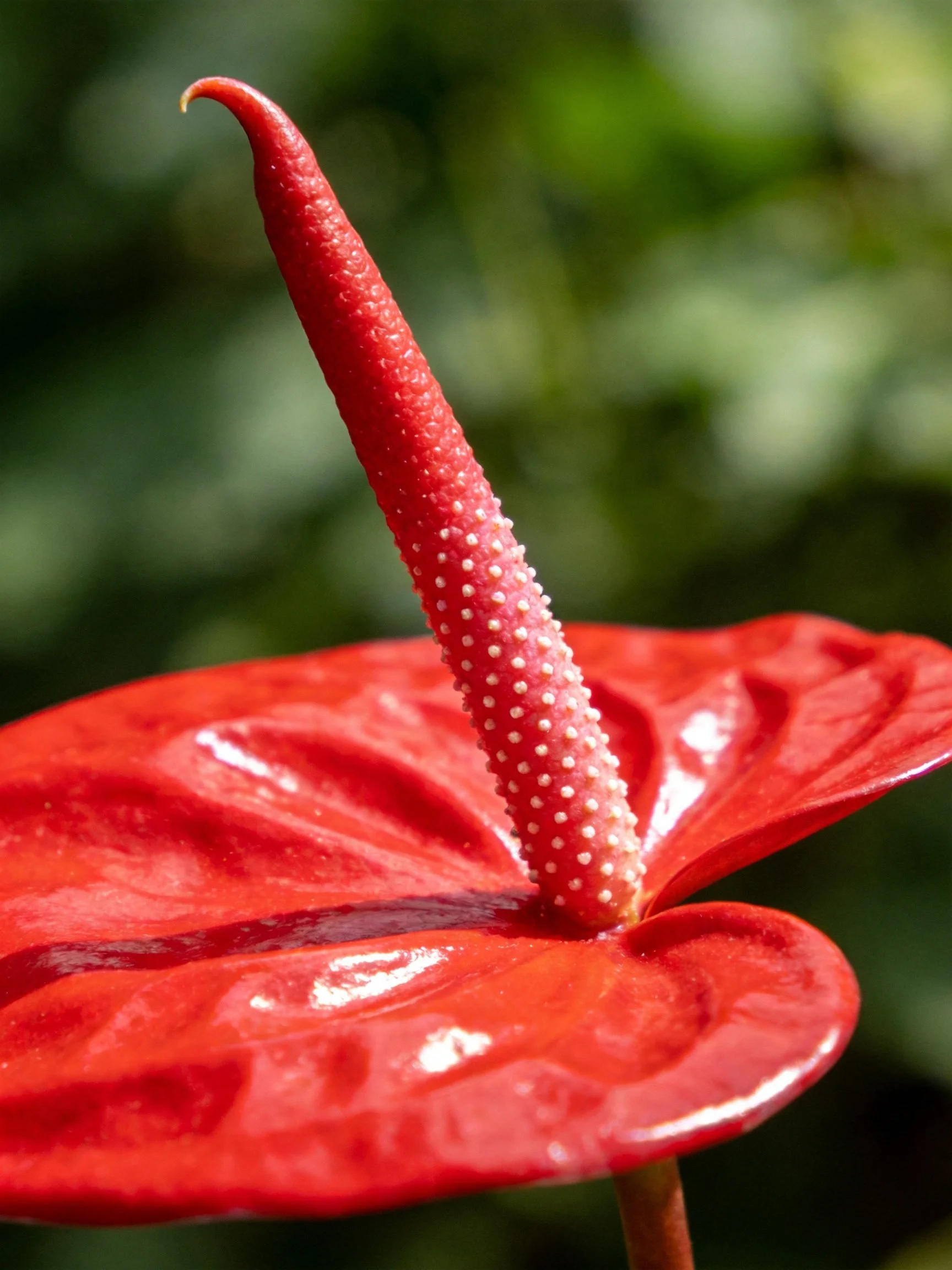 Vibrant Red Anthurium Flower with Textured Spadix