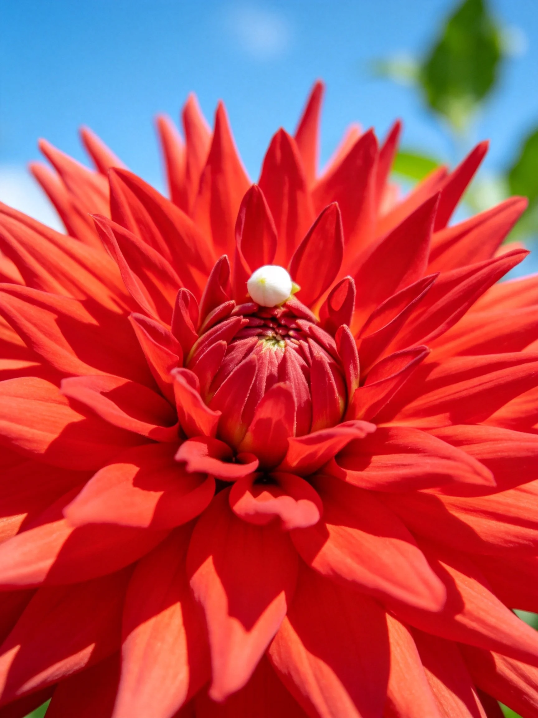 Vibrant Red Dahlia with Central White Bud Under Clear Blue Sky