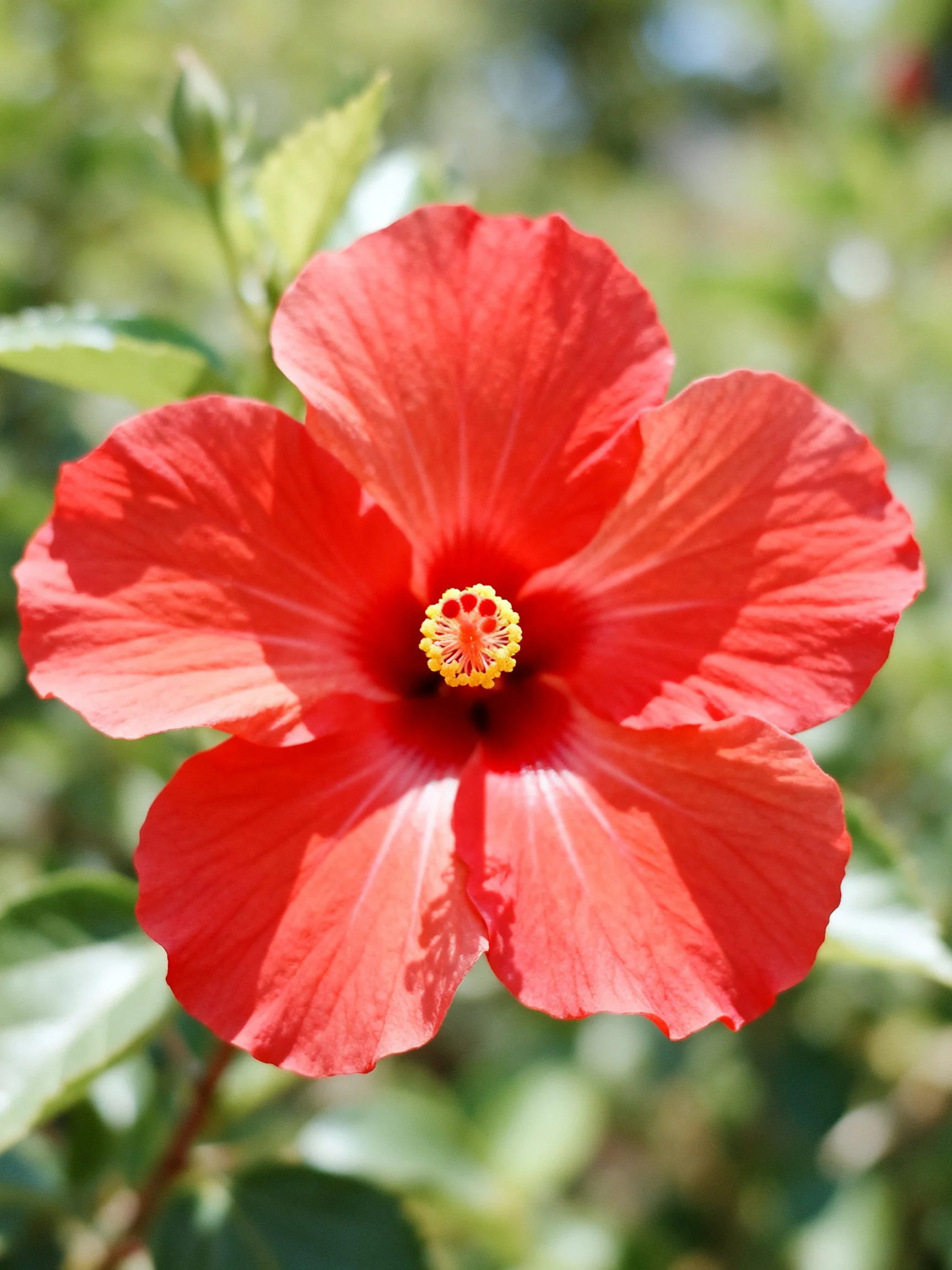 Vibrant Red Hibiscus Flower with Yellow Center