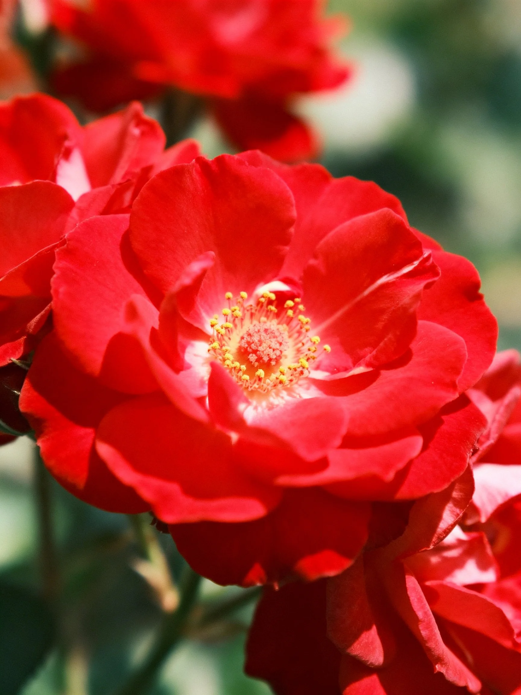 Vibrant Red Roses with Detailed Petals and Yellow Centers
