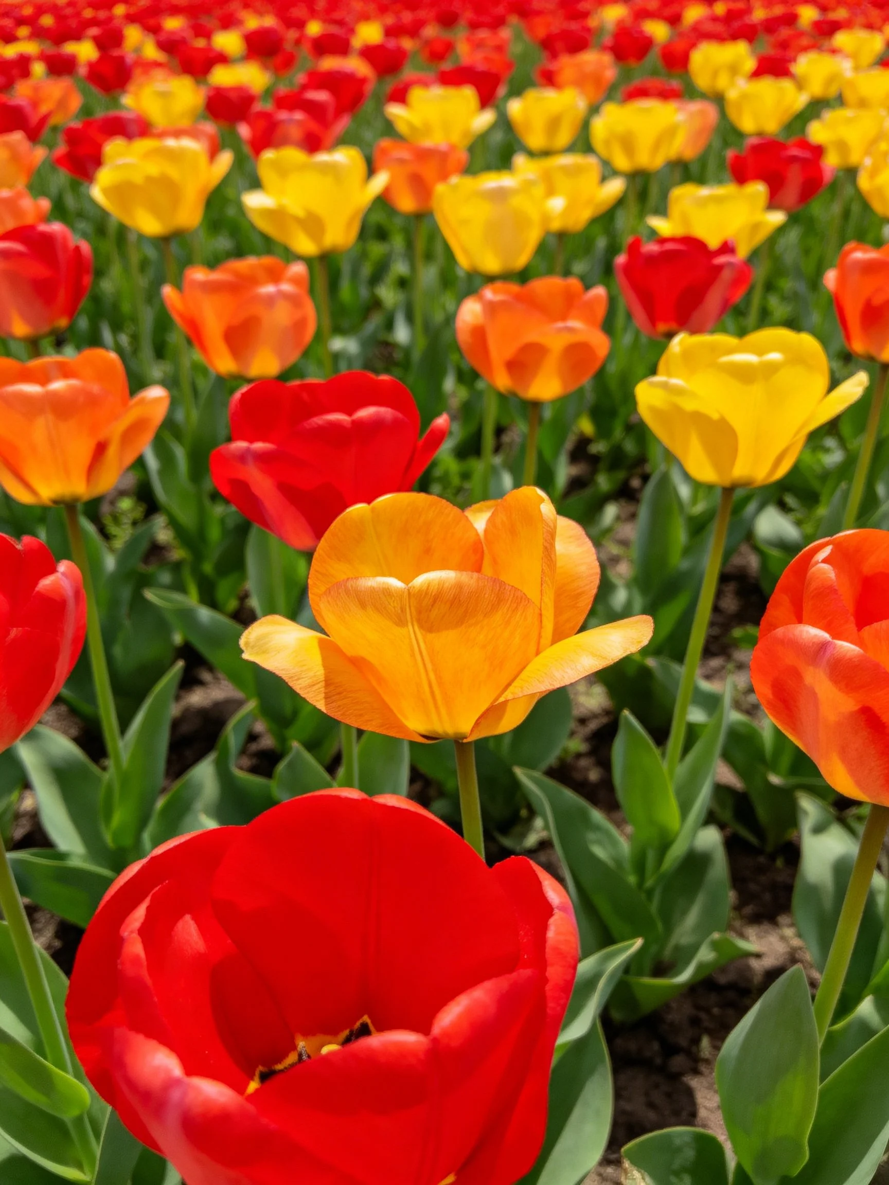 Vibrant Tulip Field with Red, Yellow, and Orange Blooms