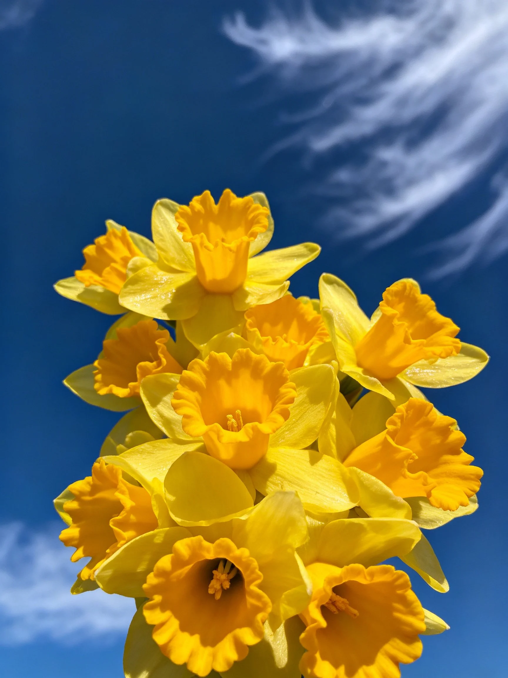 Vibrant Yellow Daffodil Bouquet Against Bright Blue Sky