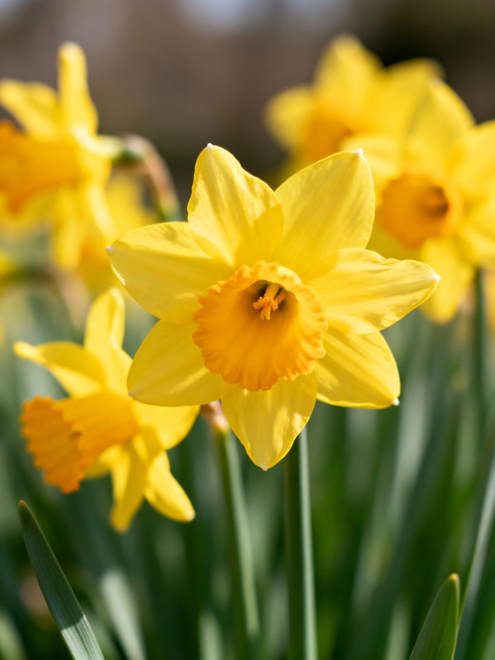 Vibrant Yellow Daffodils in a Sunlit Garden