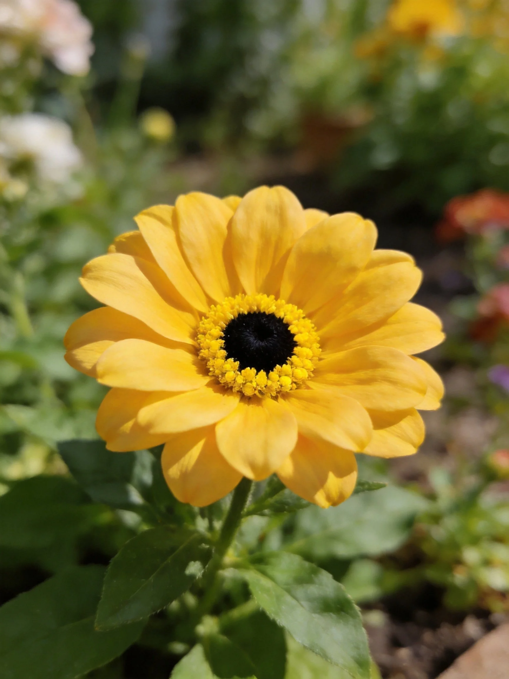 A vibrant yellow flower with a black center is centered amid green foliage.