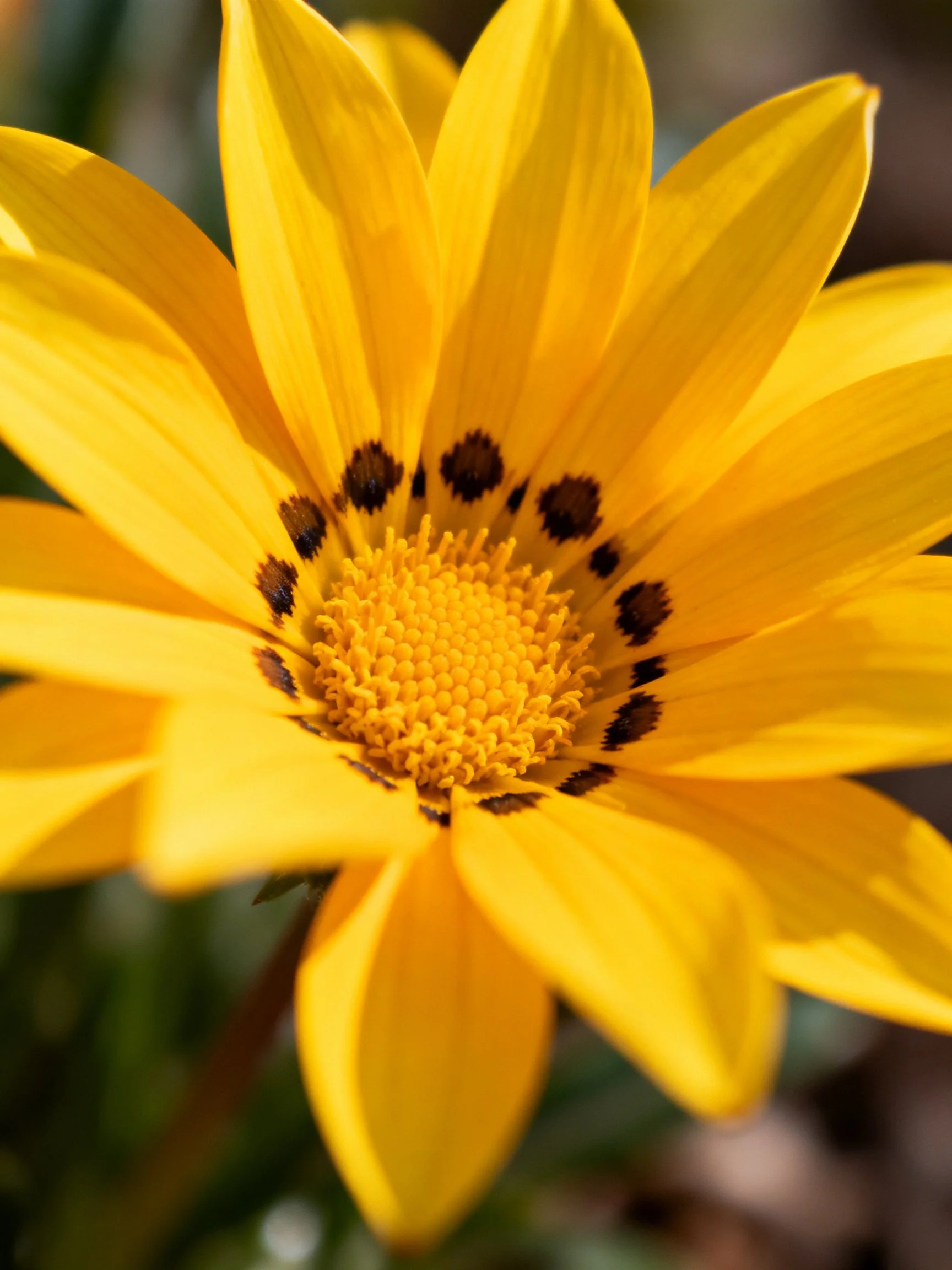Vibrant Yellow Flower with Dark Spots Near Center