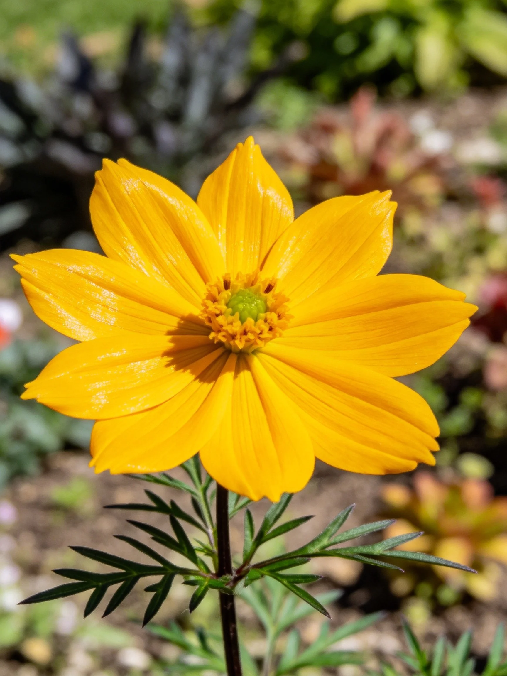 Vibrant Yellow Flower with Green Foliage in Garden