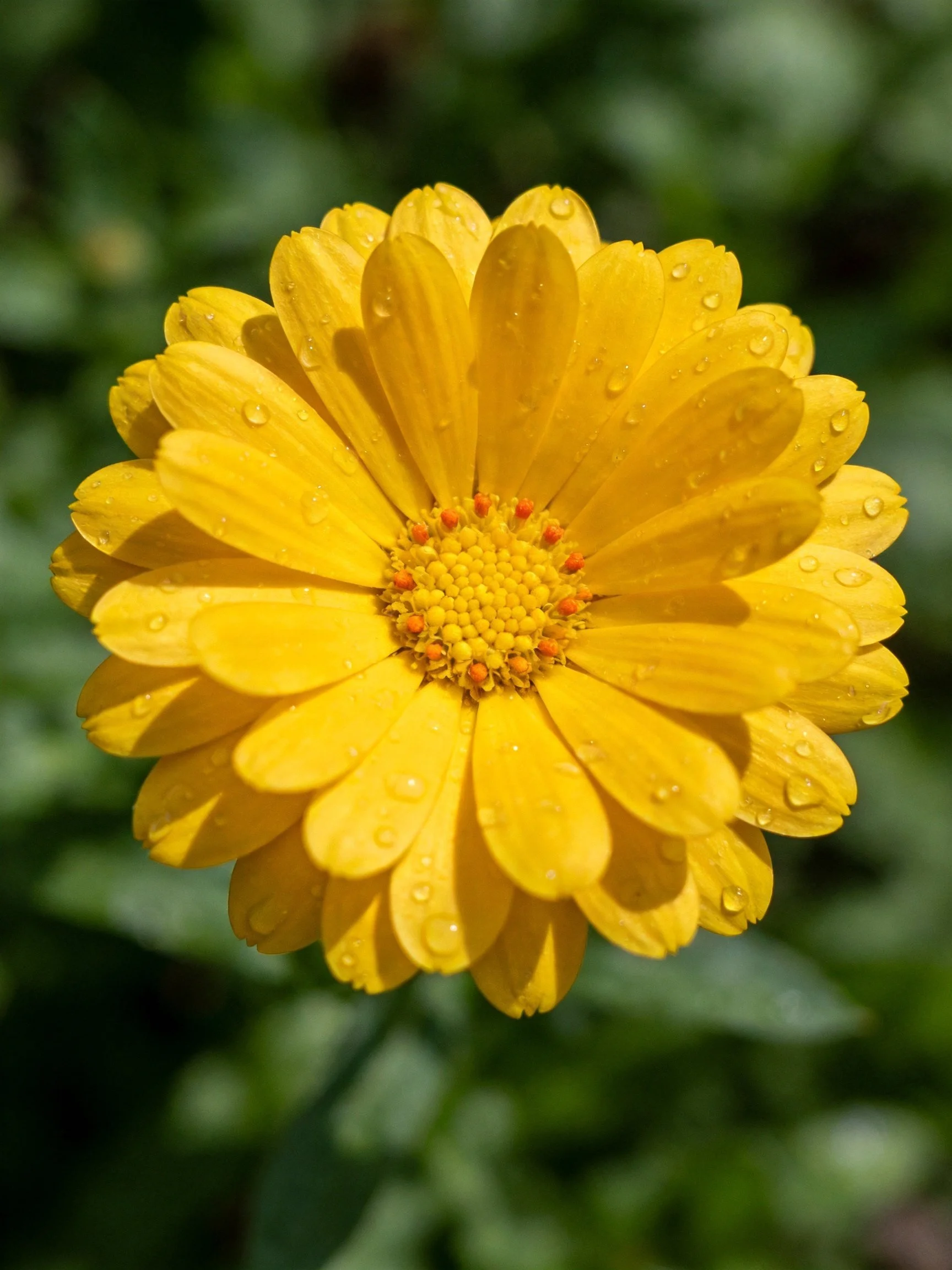 Vibrant Yellow Flower with Water Droplets on Layered Petals