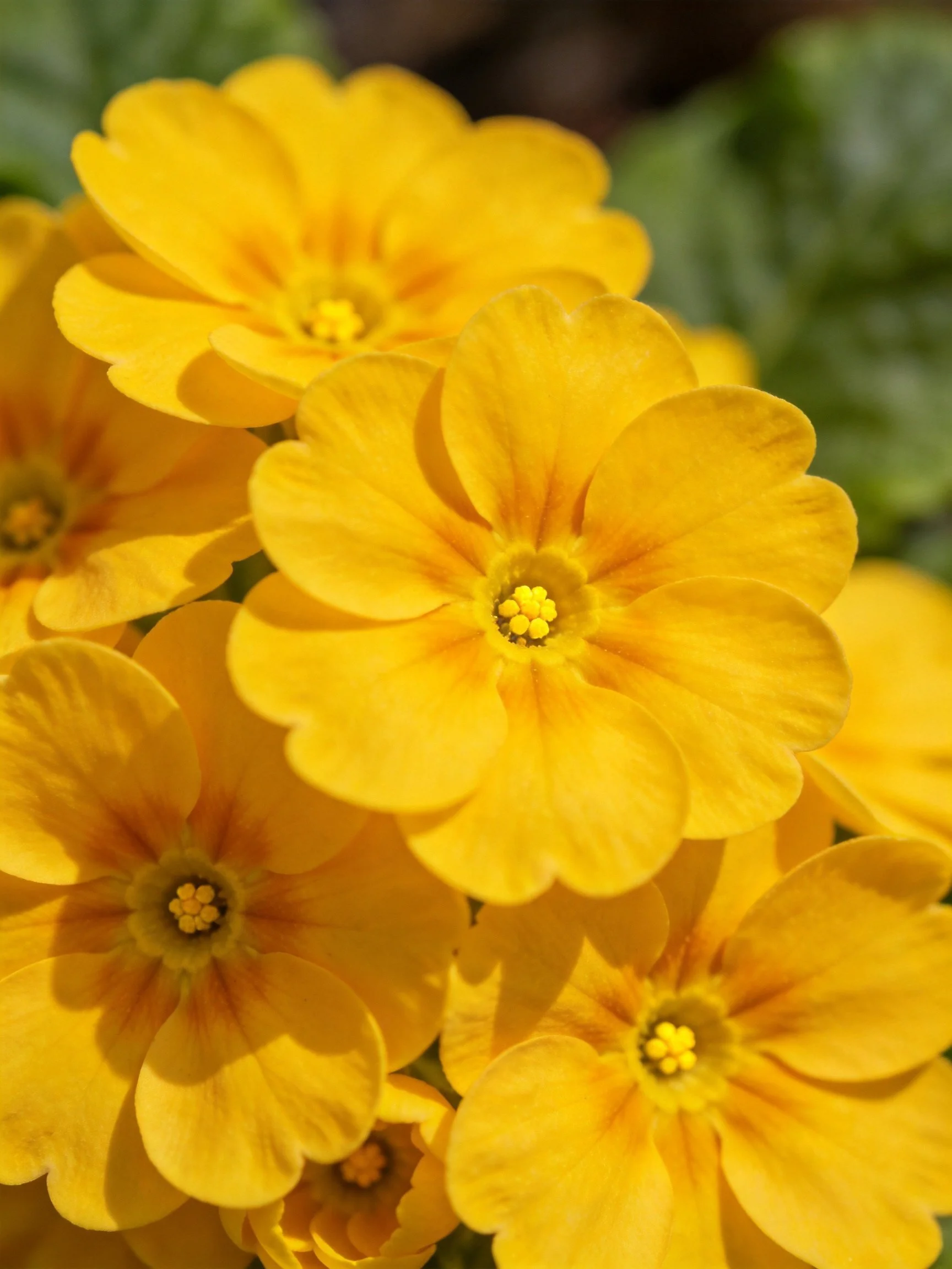 Vibrant Yellow Flowers Clustered in Bright Light
