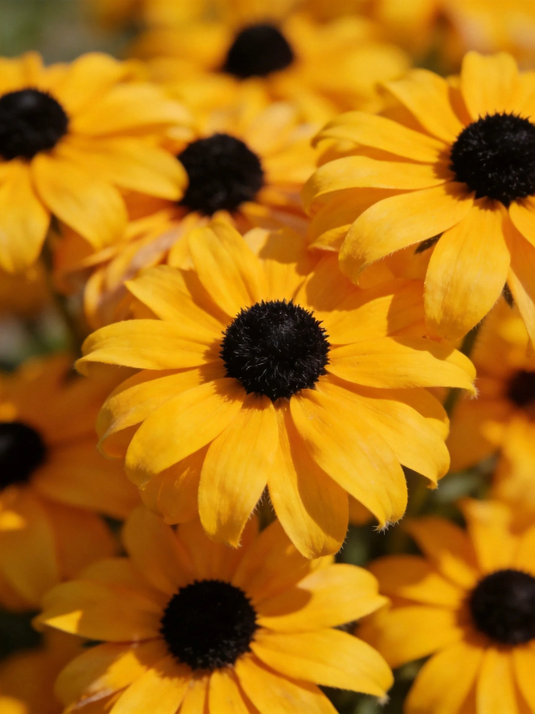 Vibrant Yellow Flowers with Dark Centers in Close-Up