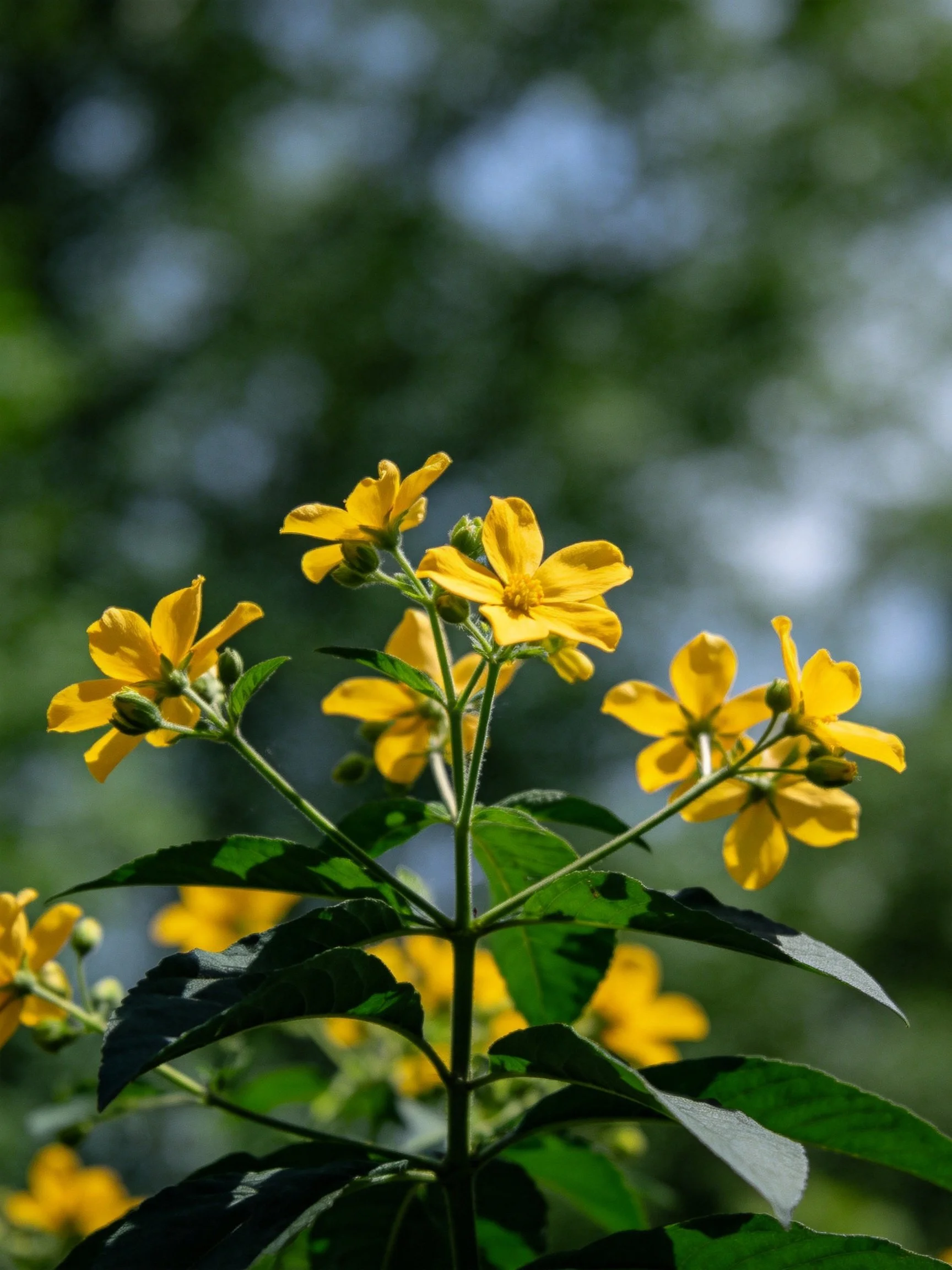 Vibrant Yellow Flowers with Dark Green Leaves in a Natural Setting