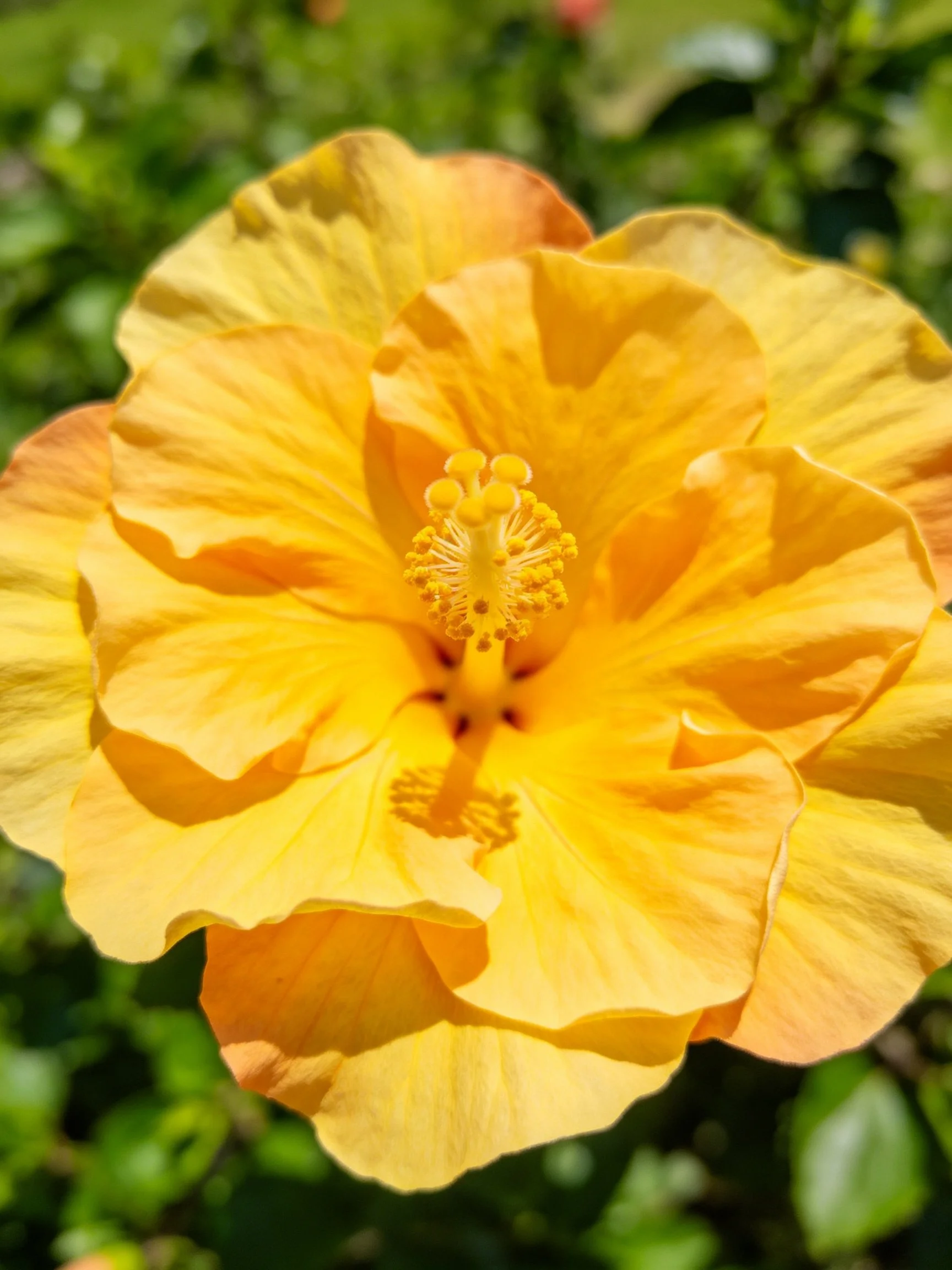 Vibrant Yellow Hibiscus Flower with Orange Accents