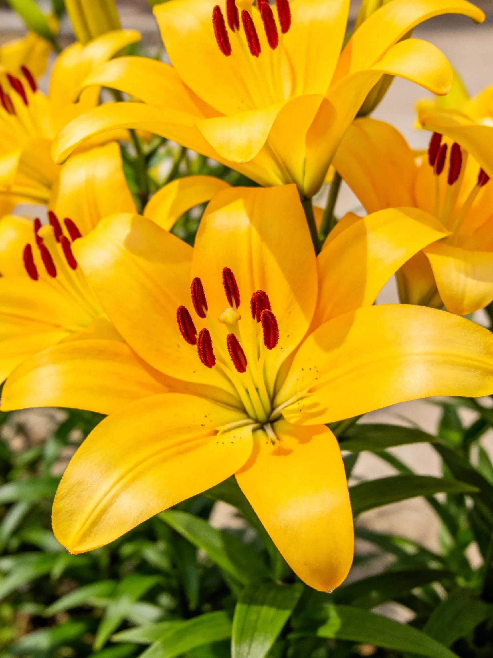 Vibrant Yellow Lilies with Red Stamens in Close-Up