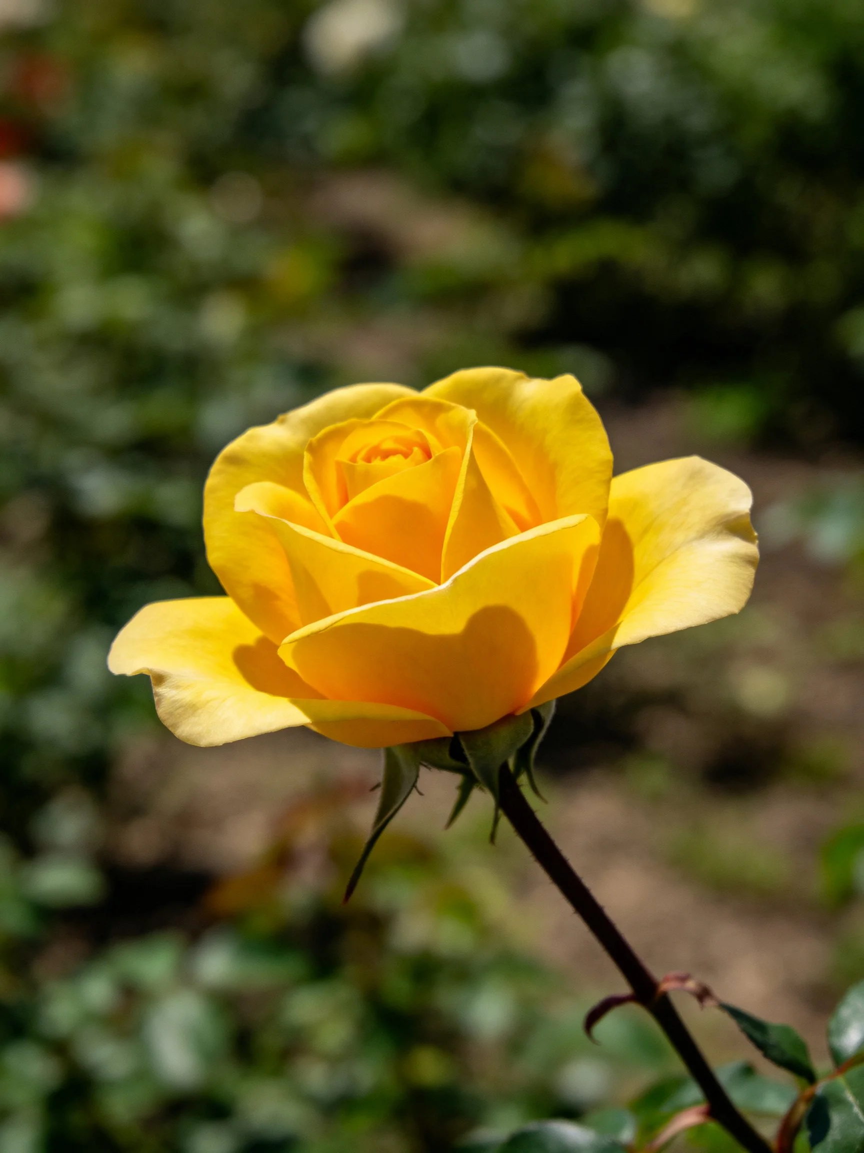 Vibrant Yellow Rose in Sharp Focus with Blurred Green Background