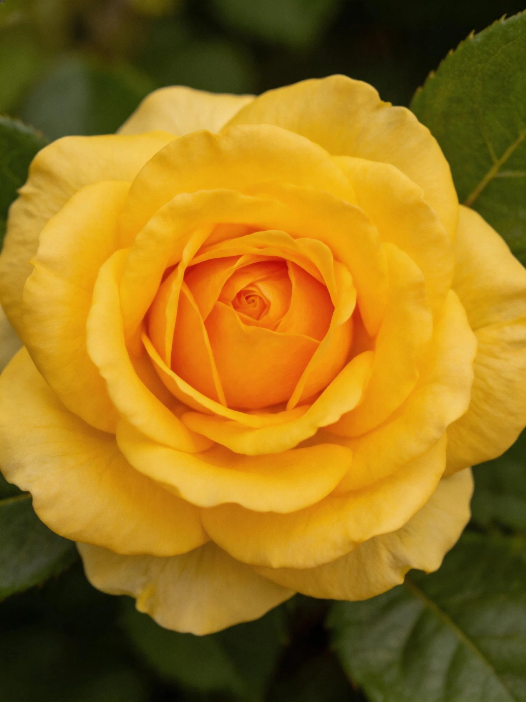 Vibrant Yellow Rose with Layered Petals