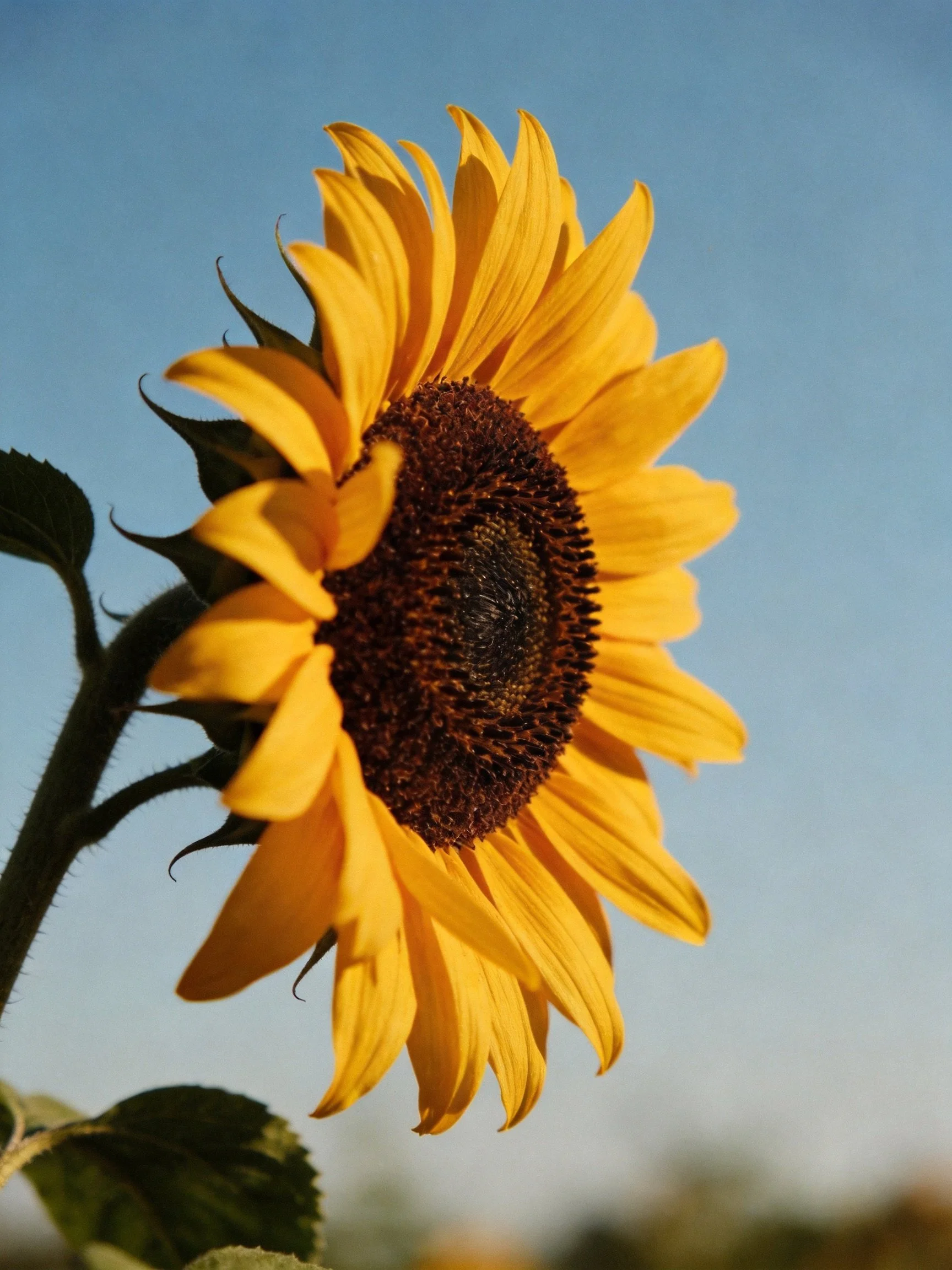Vibrant Yellow Sunflower with Dark Brown Center Against Clear Blue Sky