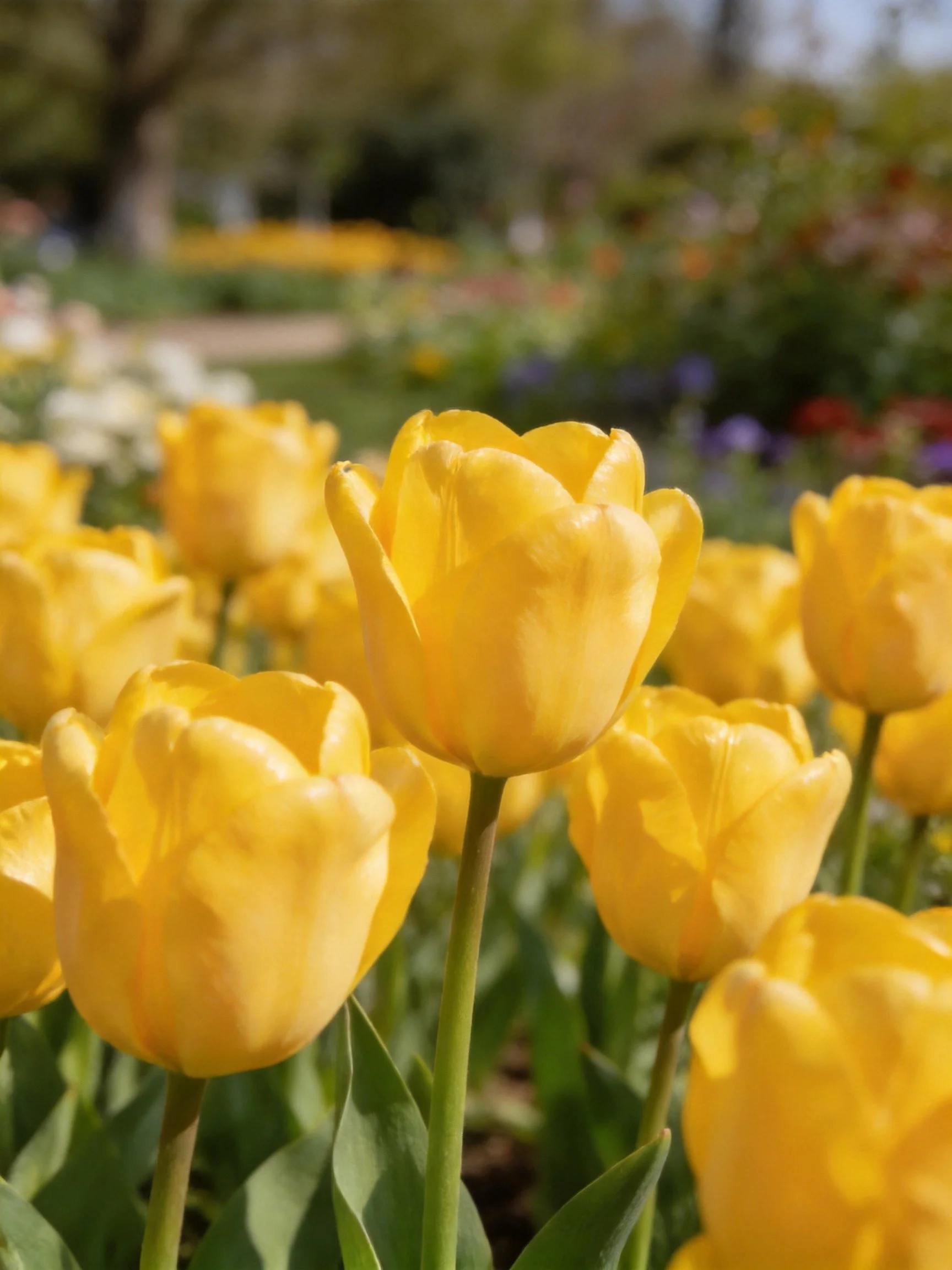 Vibrant Yellow Tulips Blooming in a Sunlit Garden