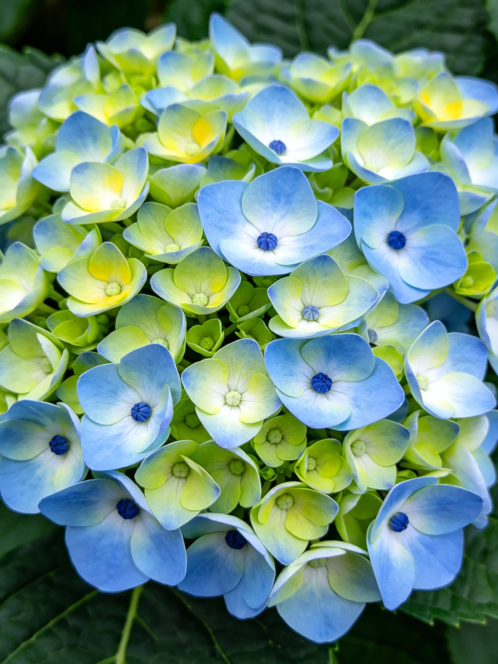 Vibrant blue and green hydrangea cluster with varied petal hues