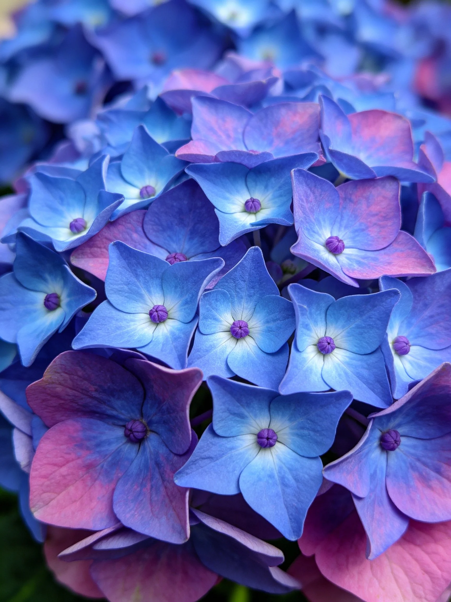 Vibrant blue and pink hydrangea cluster with detailed petals