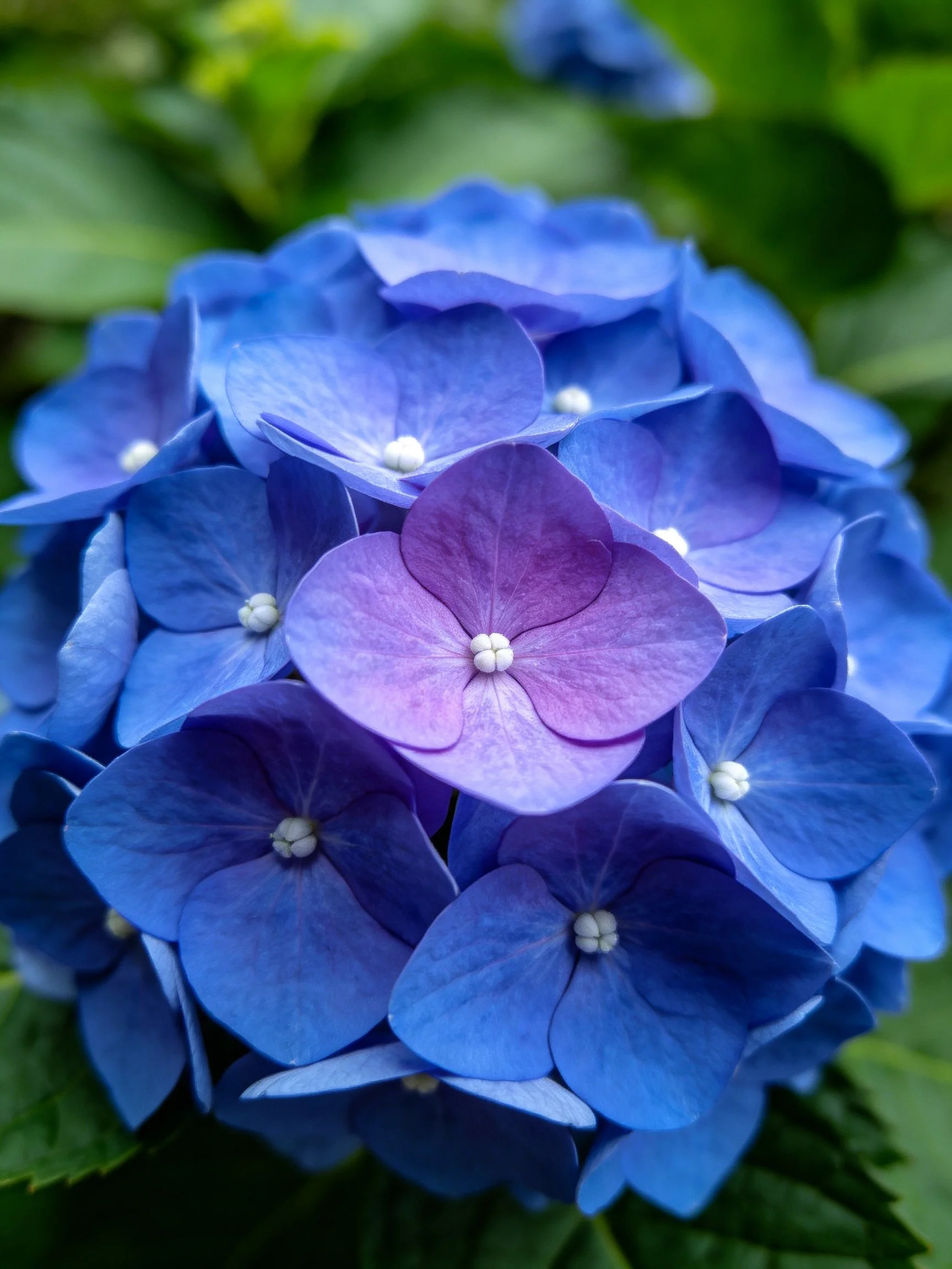 Vibrant blue and purple hydrangea blooms surrounded by green foliage