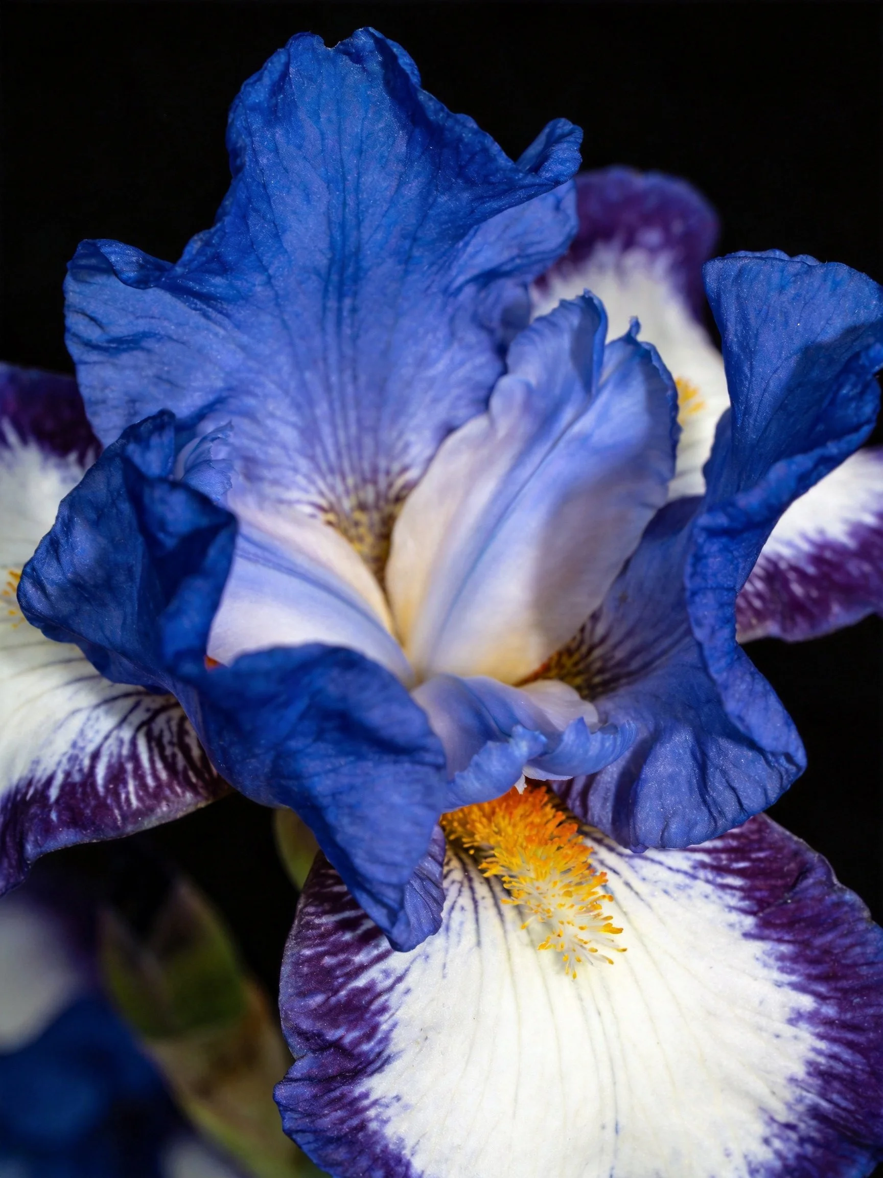Vibrant blue and white iris flower with purple accents