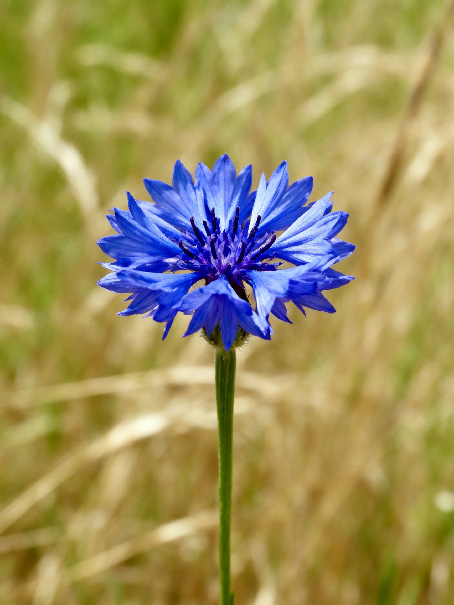 Vibrant blue cornflower centered amid blurred natural grasses