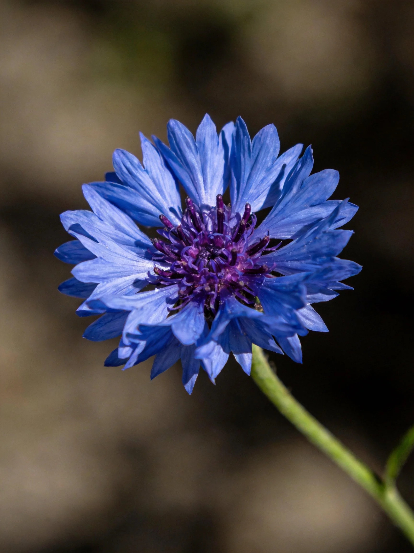 Vibrant blue cornflower with deep purple center