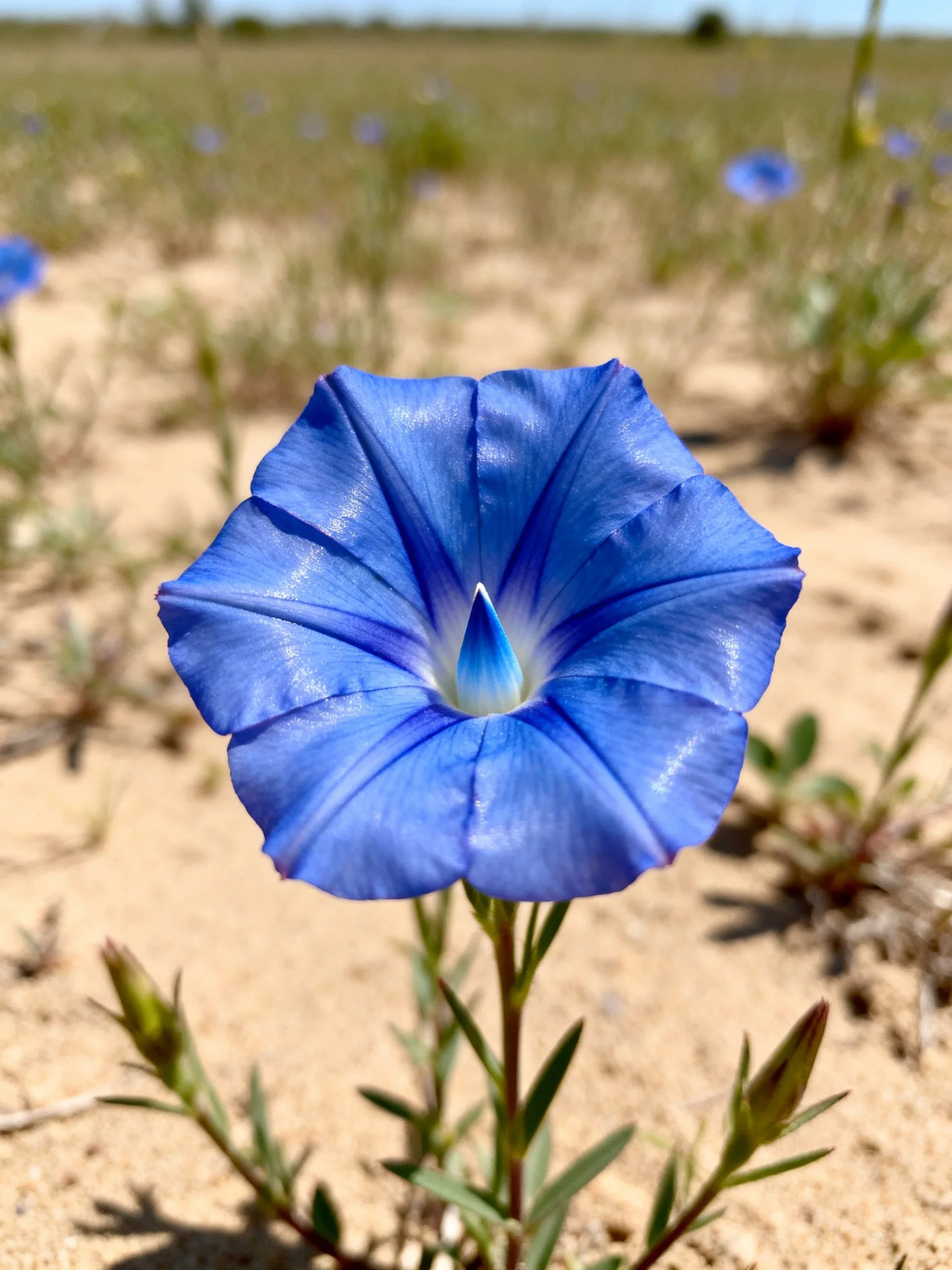 Vibrant blue flower blooms in sandy landscape