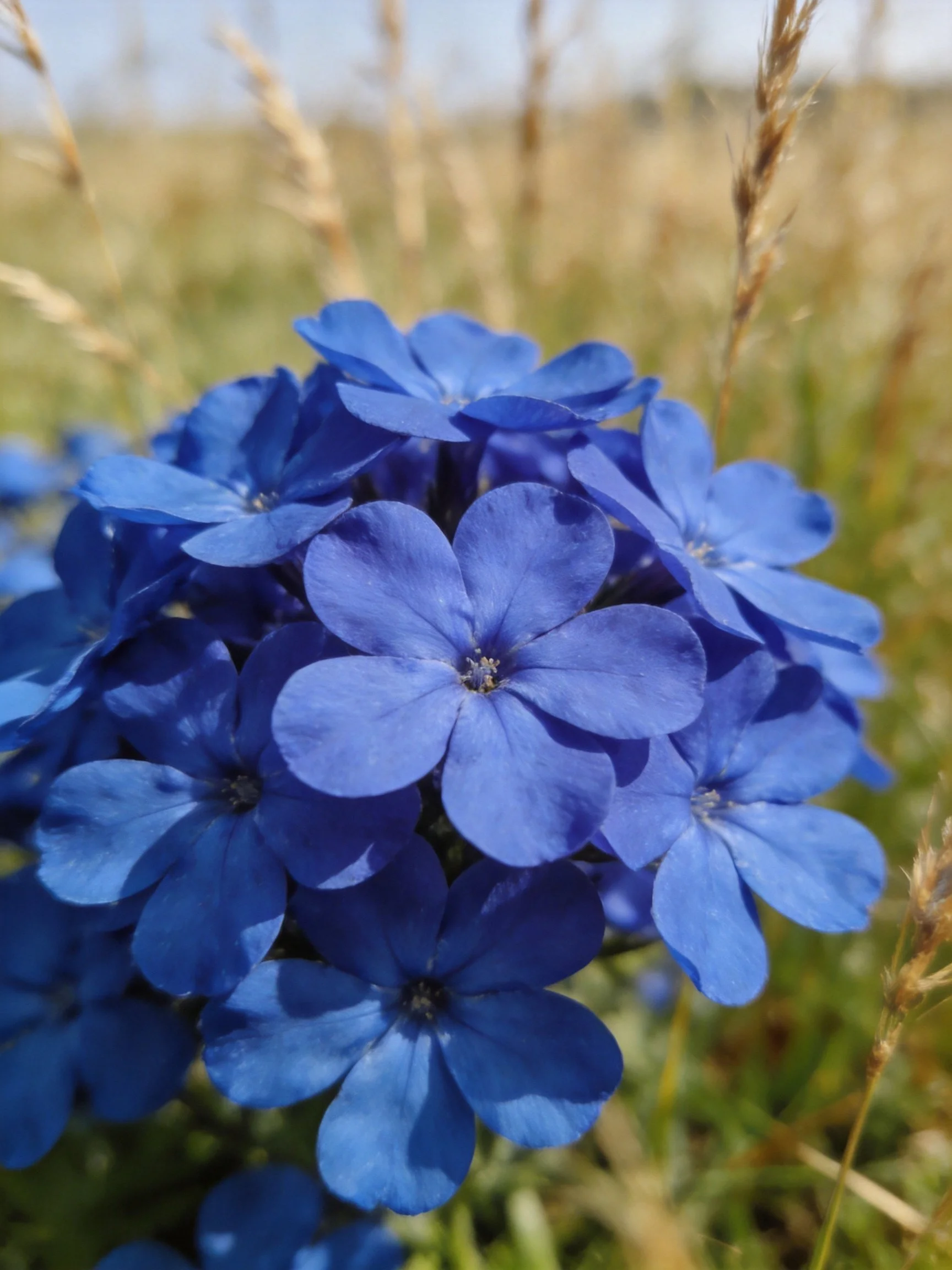 Vibrant blue flower cluster amid tall grassy surroundings