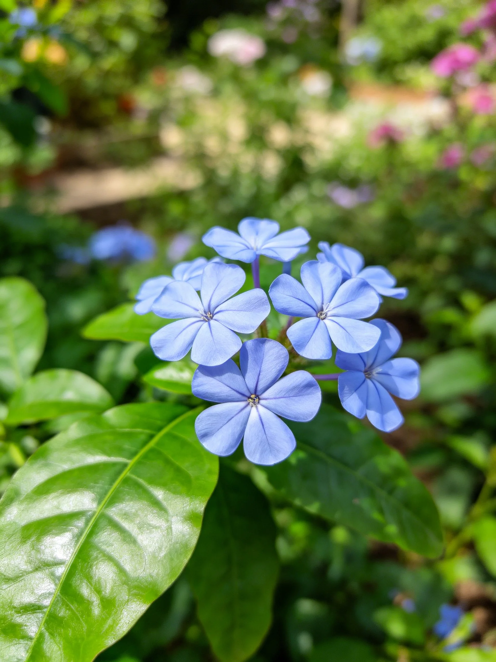 Vibrant blue flower cluster with glossy green leaves