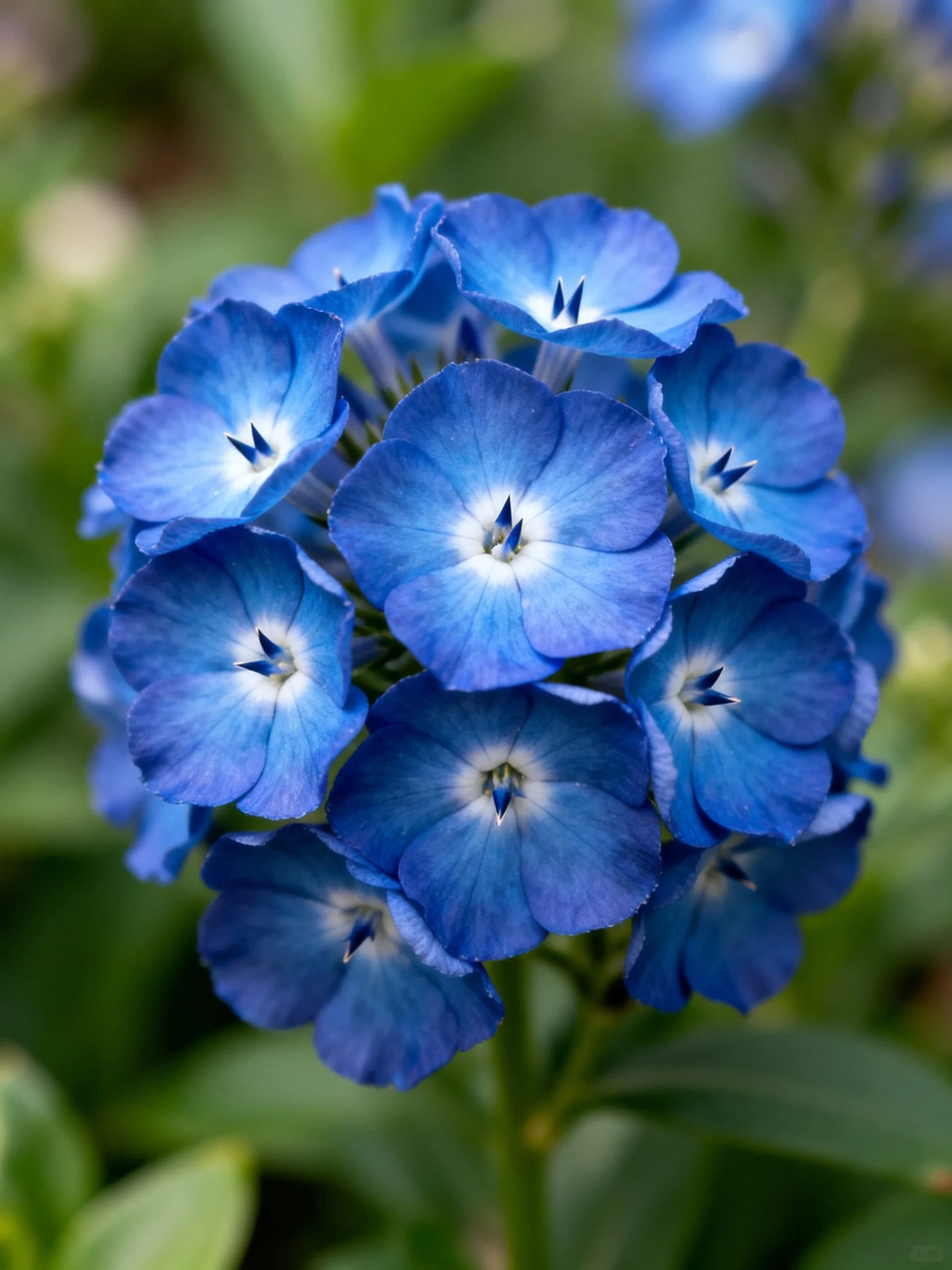 Vibrant blue flower cluster with white centers
