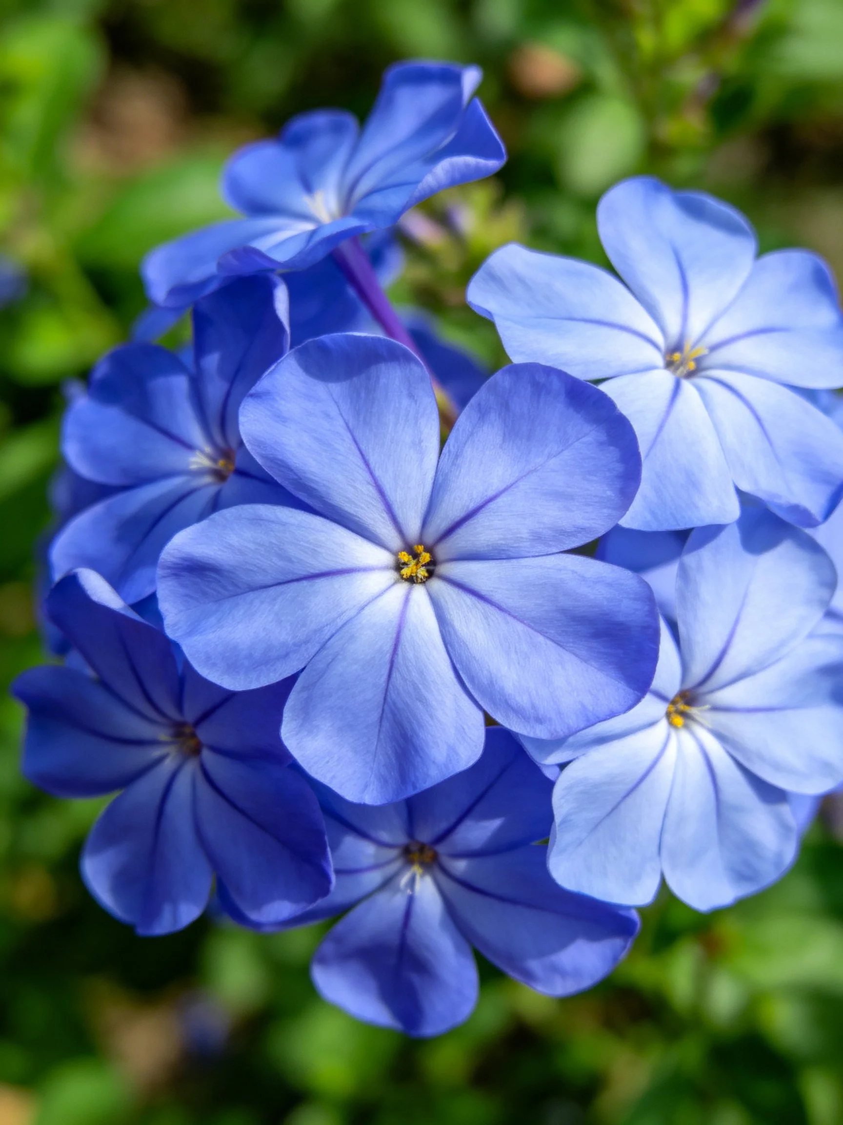 Vibrant blue flowers clustered amid green foliage