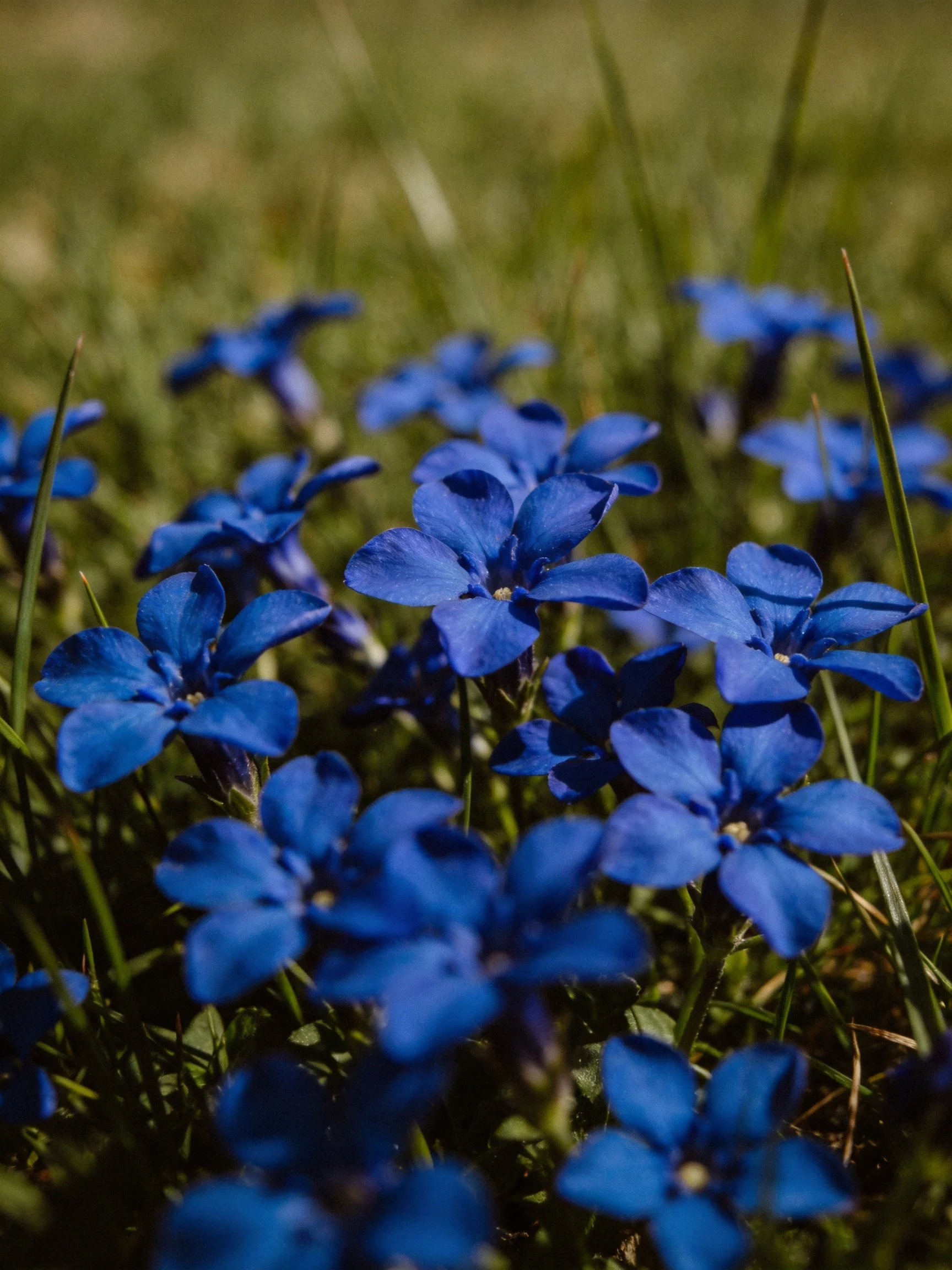 Vibrant blue flowers clustered among lush green grass