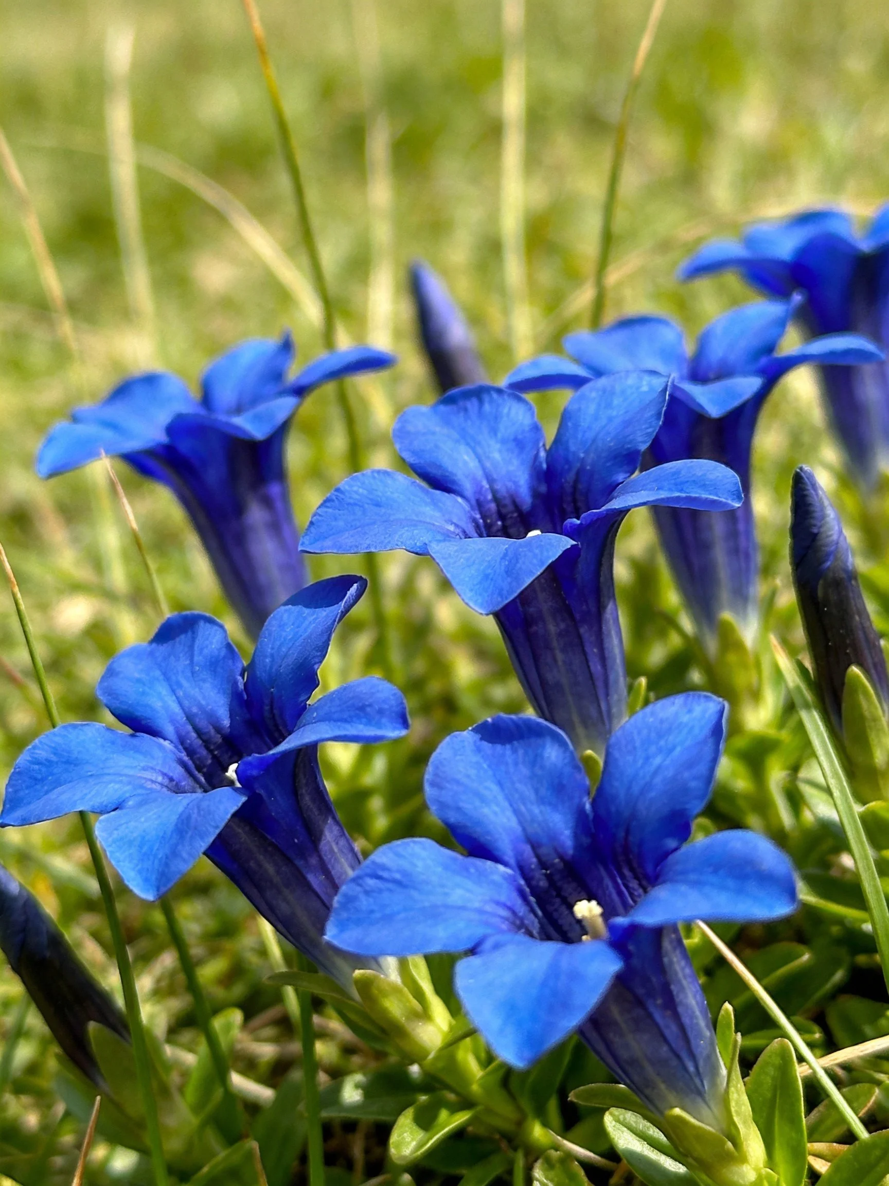 Vibrant blue gentian flowers bloom amidst lush green foliage.