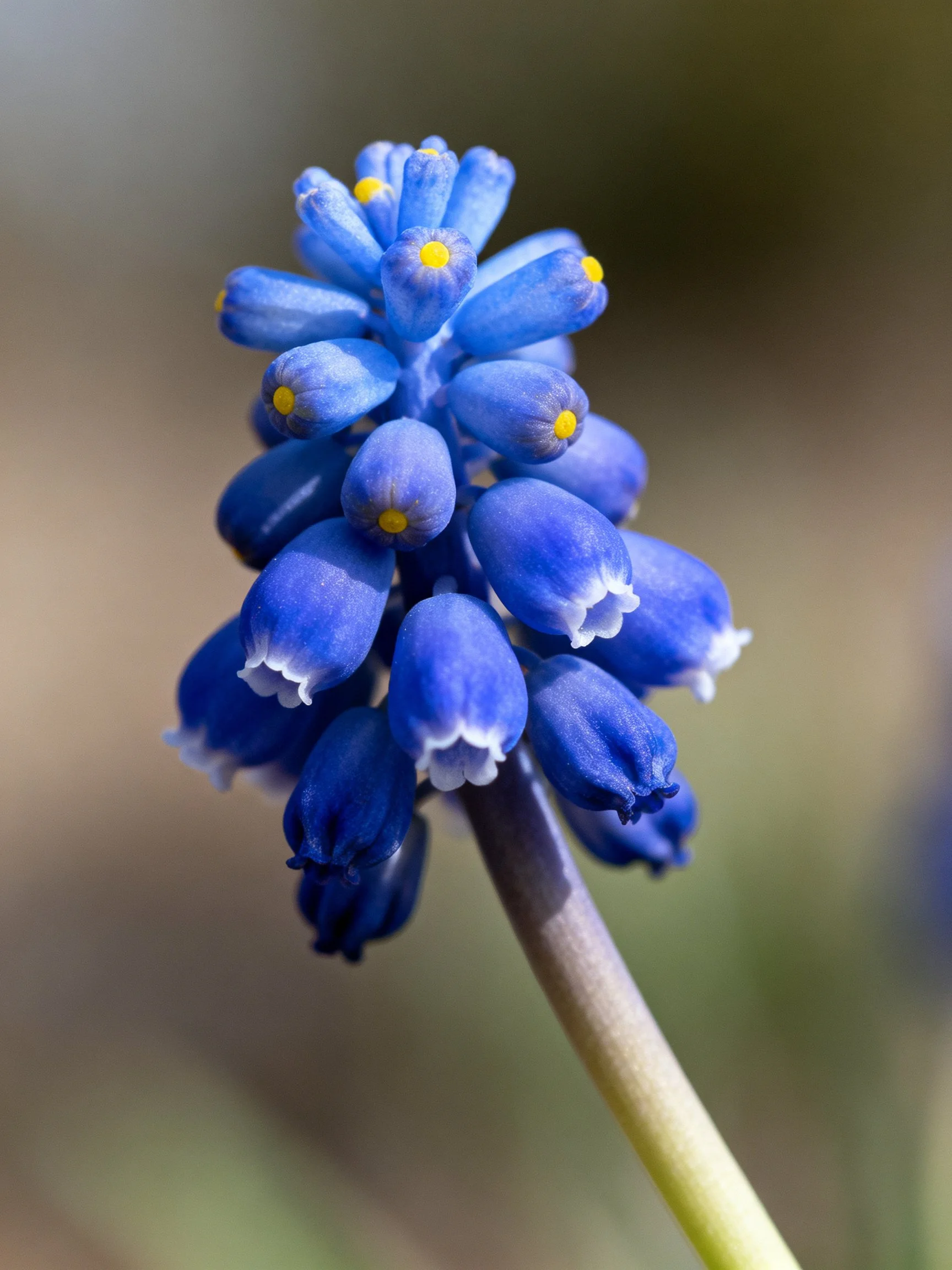 Vibrant blue grape hyacinth flowers with yellow centers