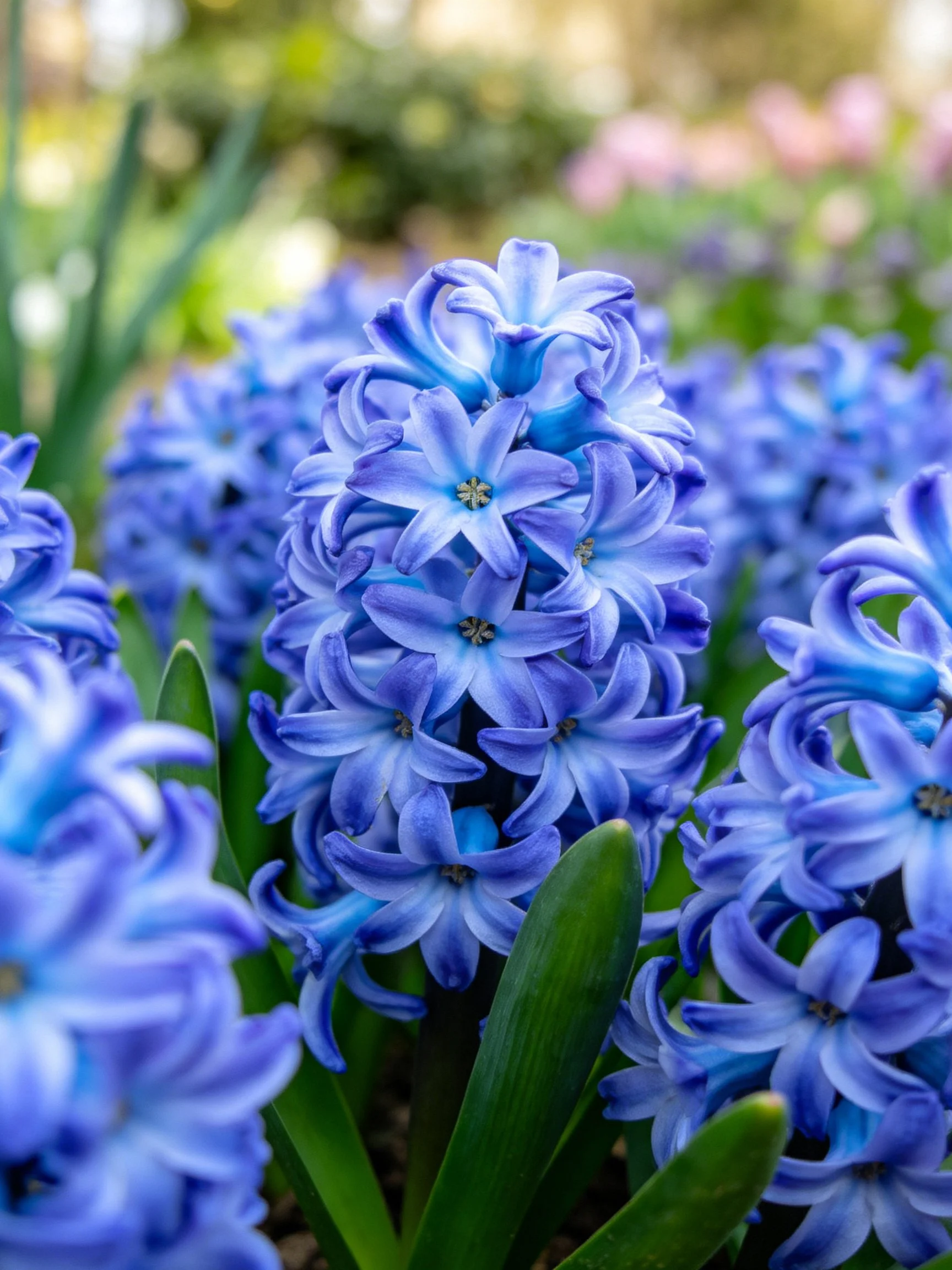 Vibrant blue hyacinth clusters blooming densely in a garden