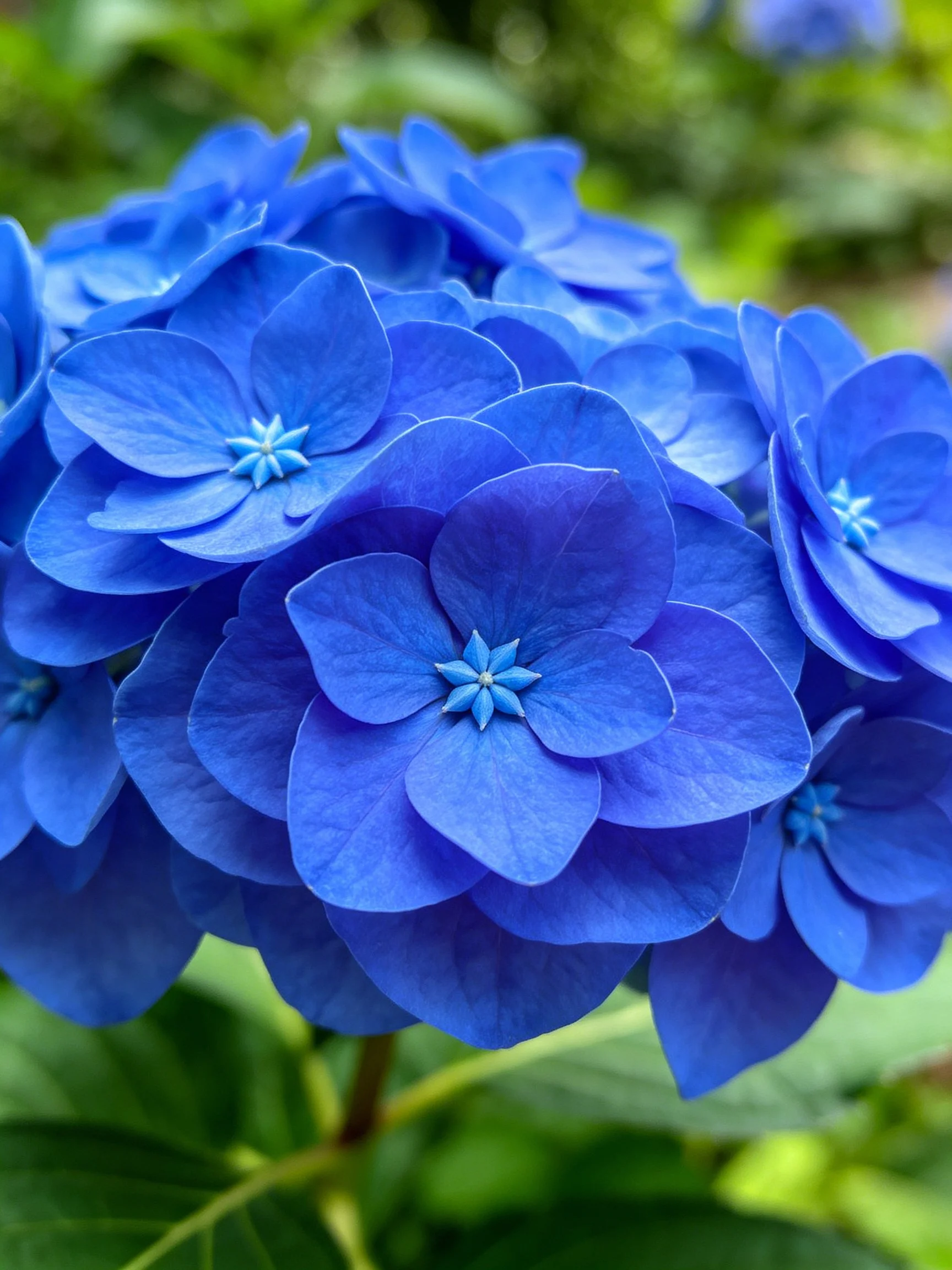 Vibrant blue hydrangea blooms clustered densely together