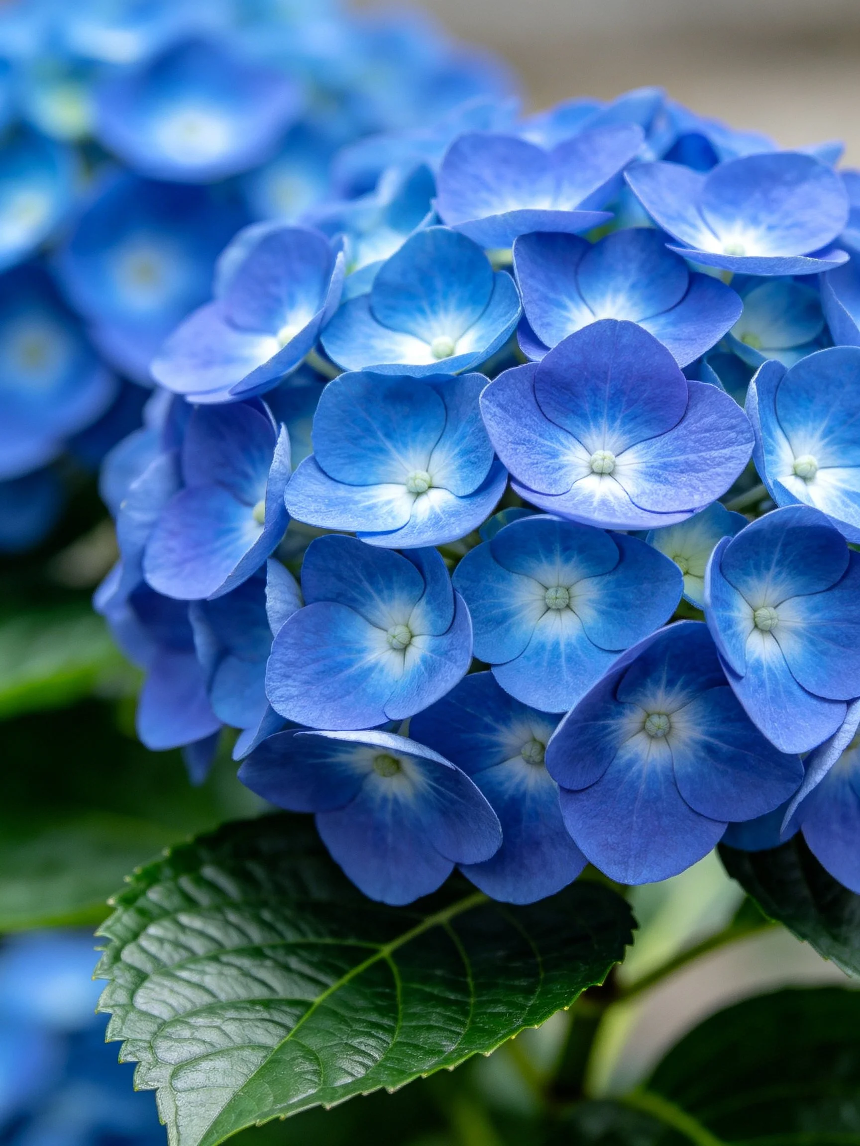 Vibrant blue hydrangea blooms clustered densely together