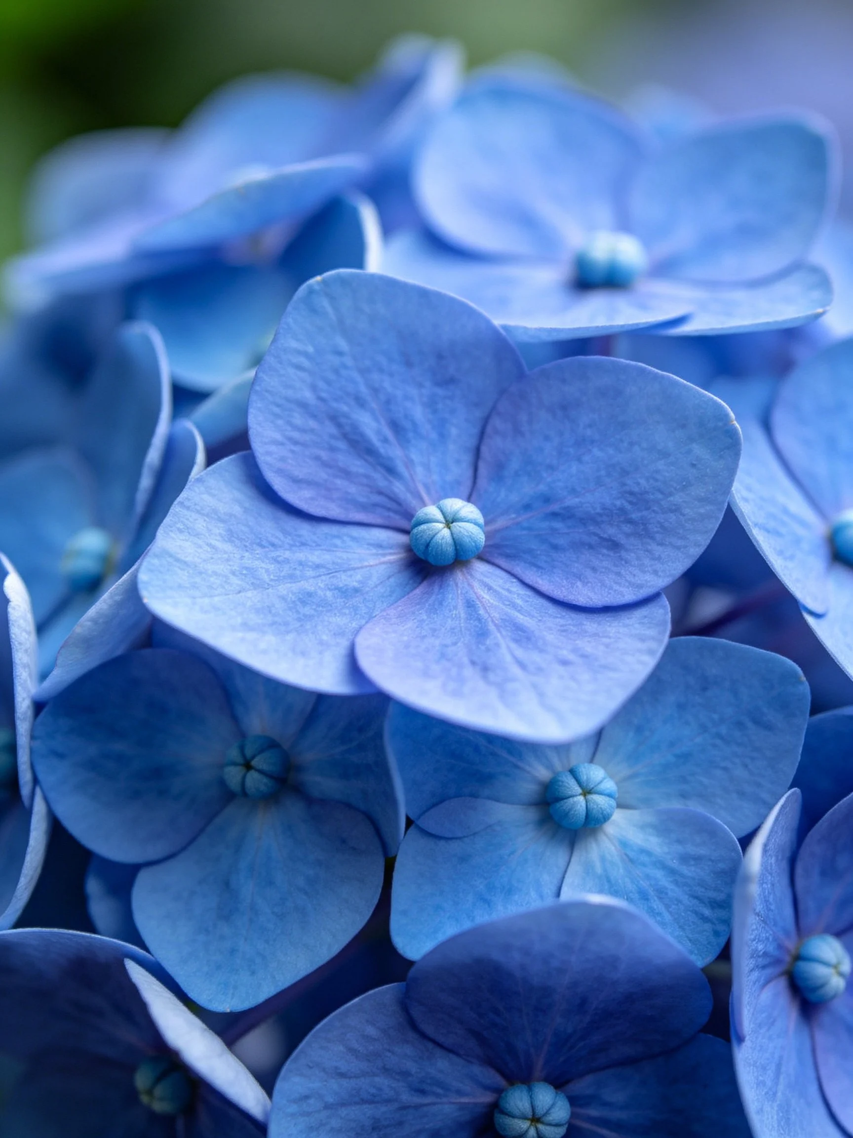 Vibrant blue hydrangea blooms clustered densely together