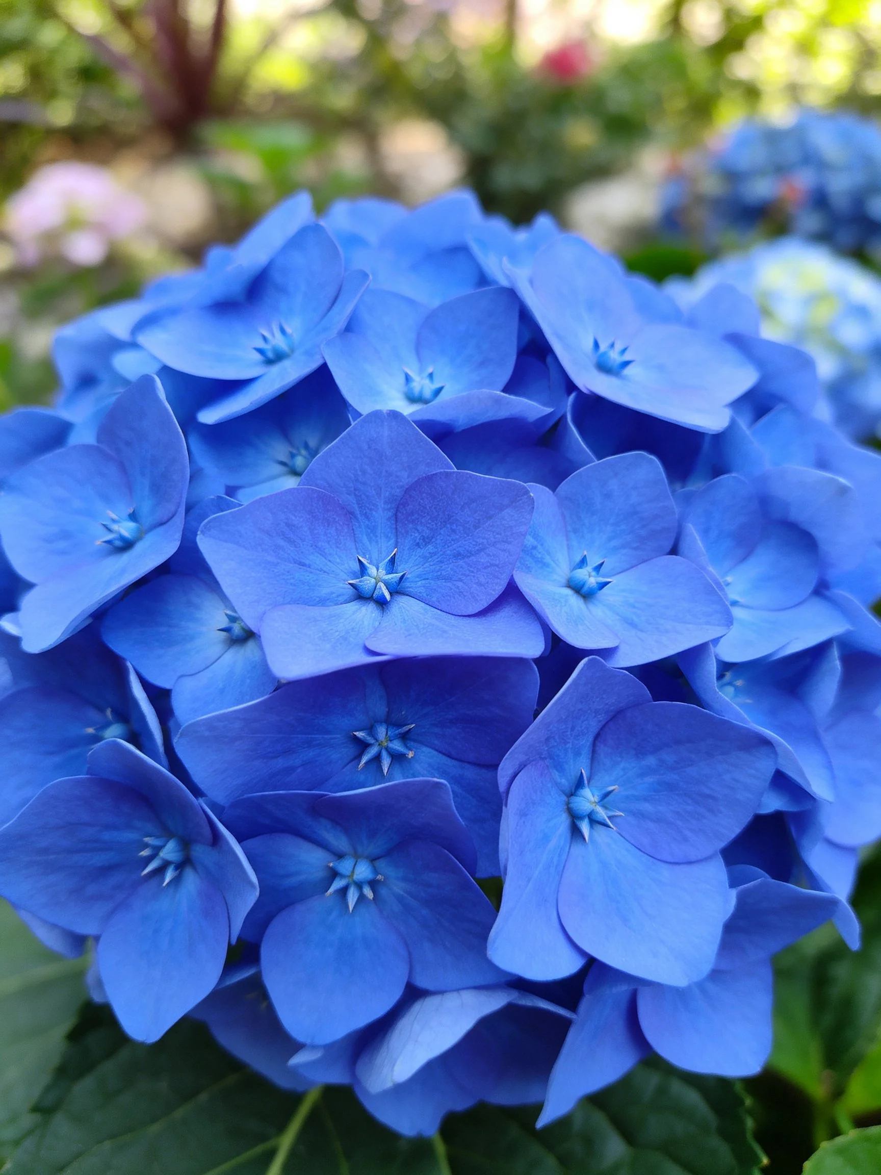 Vibrant blue hydrangea blooms clustered densely
