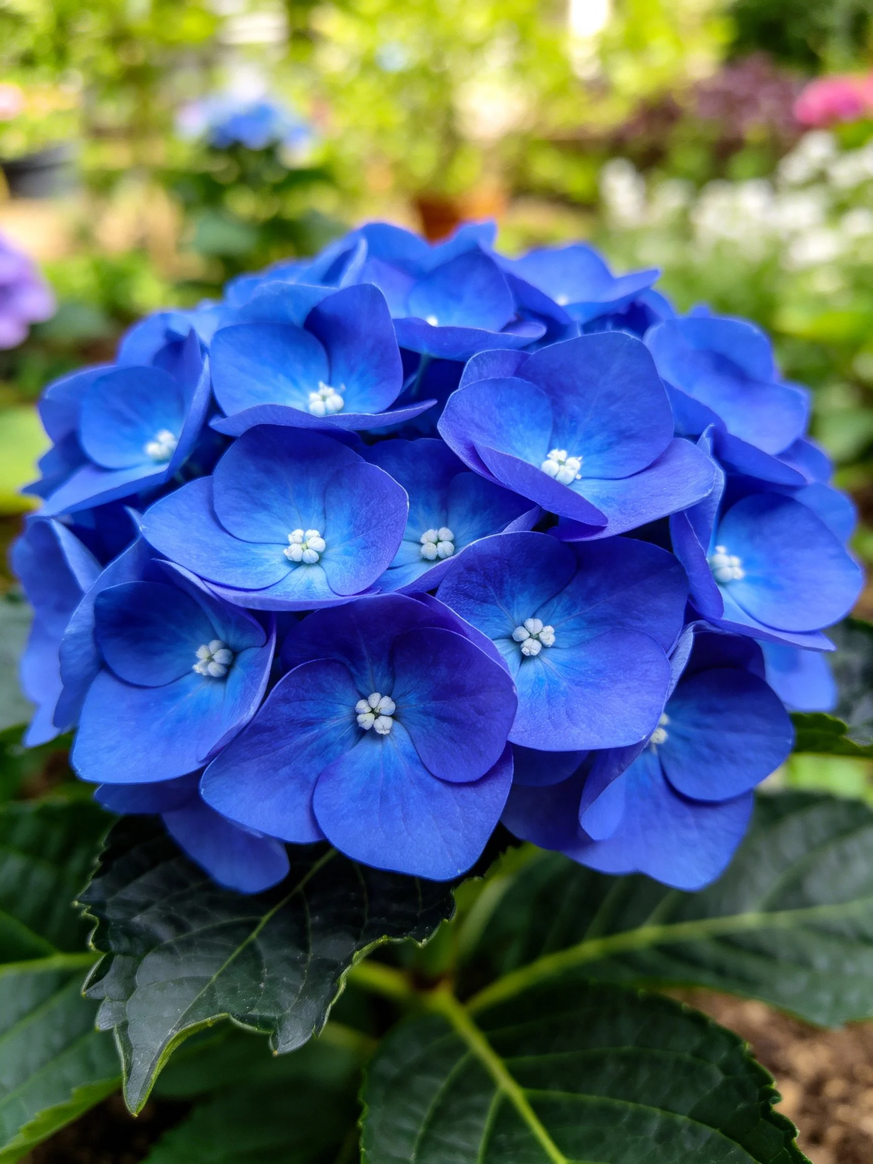 Vibrant blue hydrangea blooms densely clustered