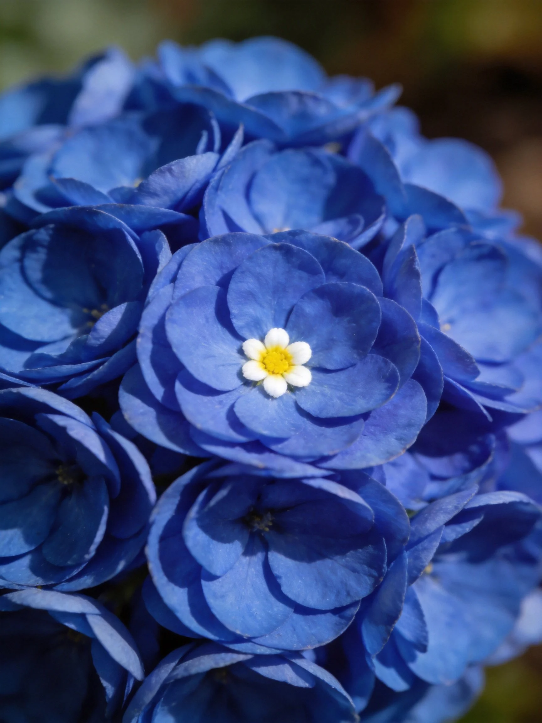 Vibrant blue hydrangea blooms with central white-yellow flower