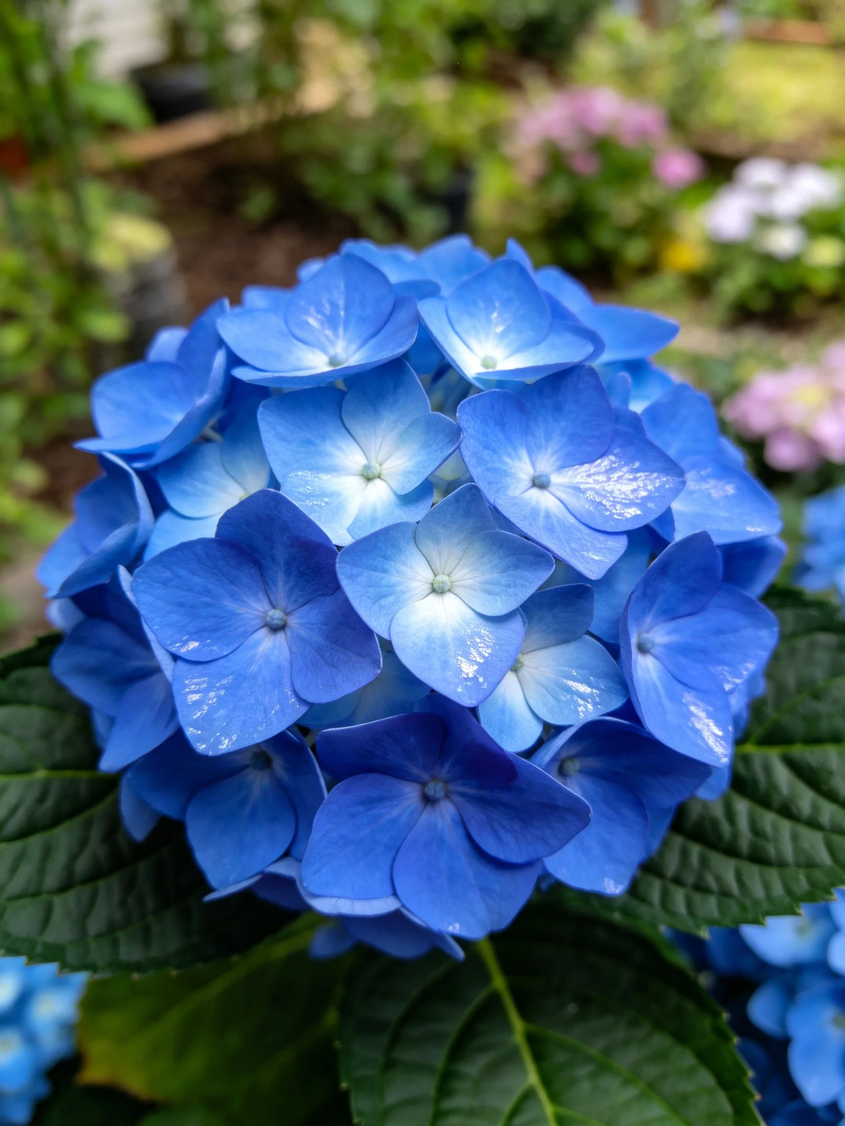 Vibrant blue hydrangea blooms with lush green foliage