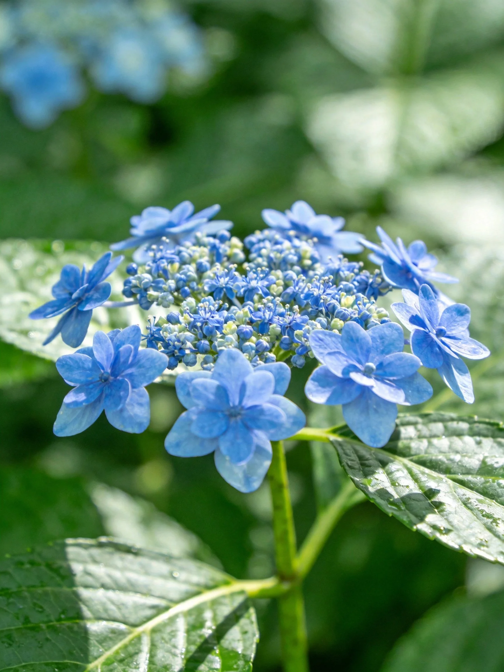 Vibrant blue hydrangea blooms with lush green foliage