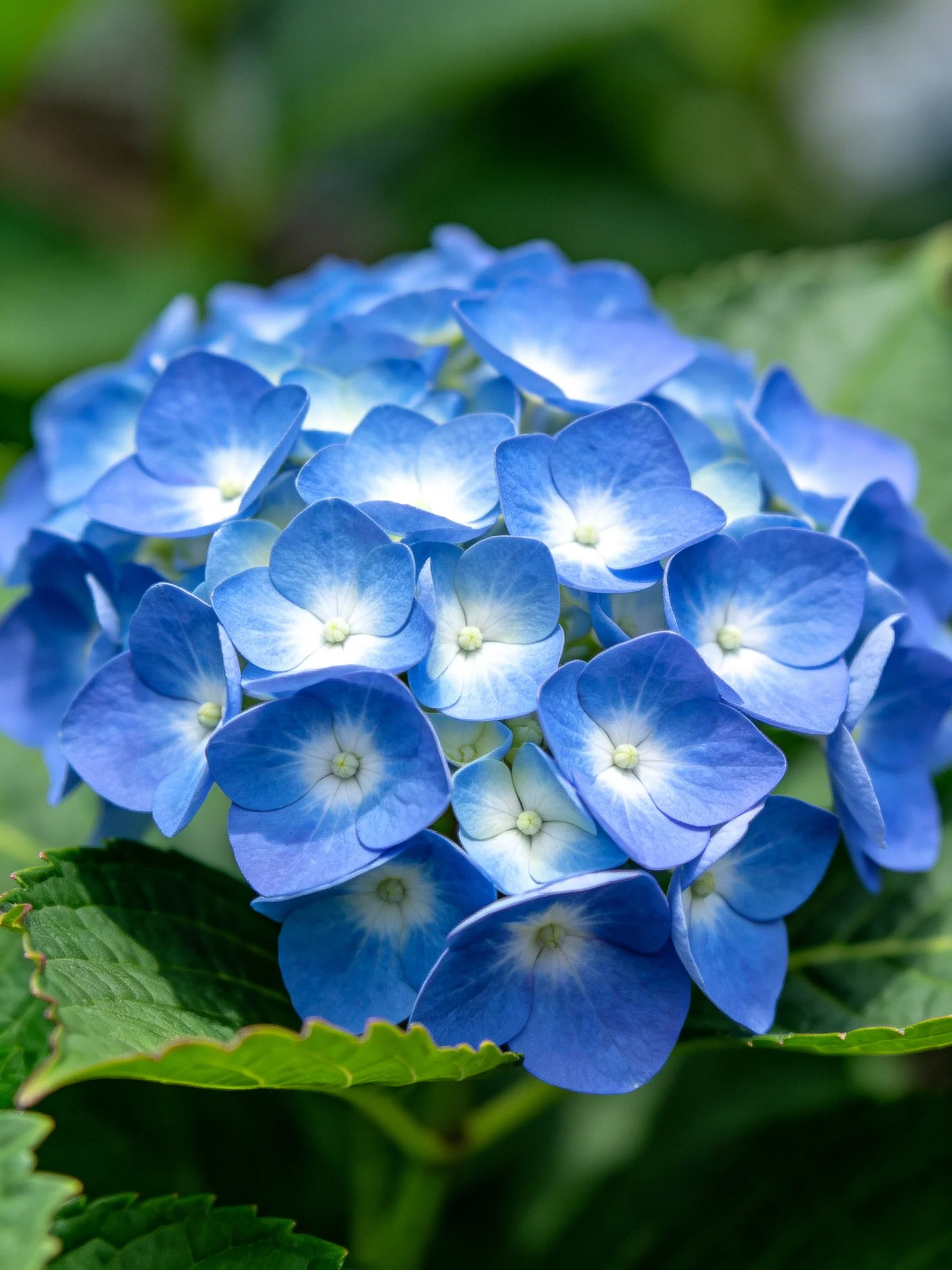 Vibrant blue hydrangea blooms with lush green foliage