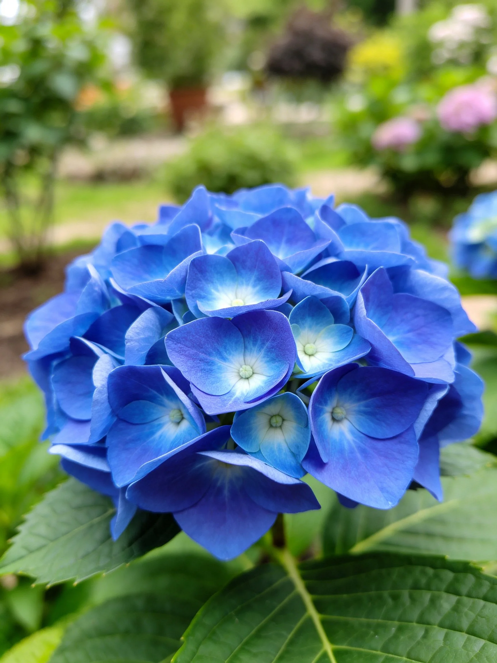 Vibrant blue hydrangea cluster amidst lush green foliage