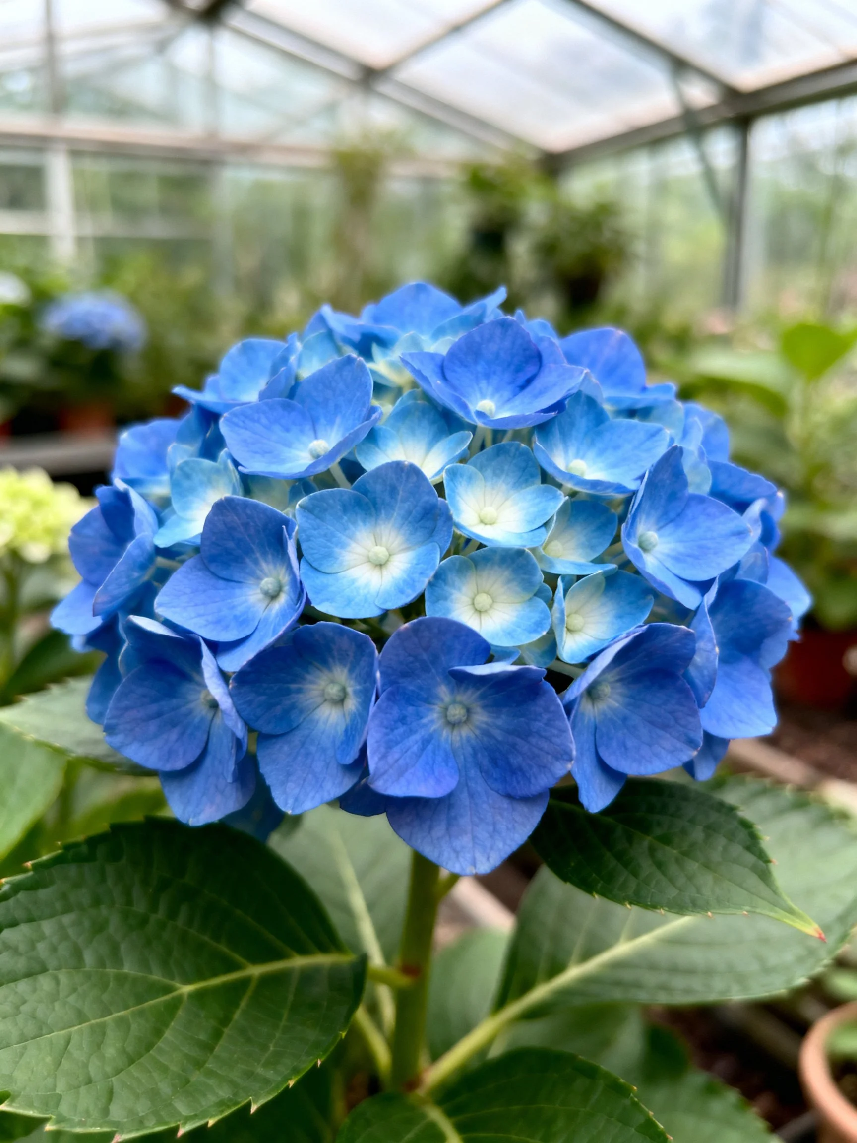 Vibrant blue hydrangea cluster in greenhouse
